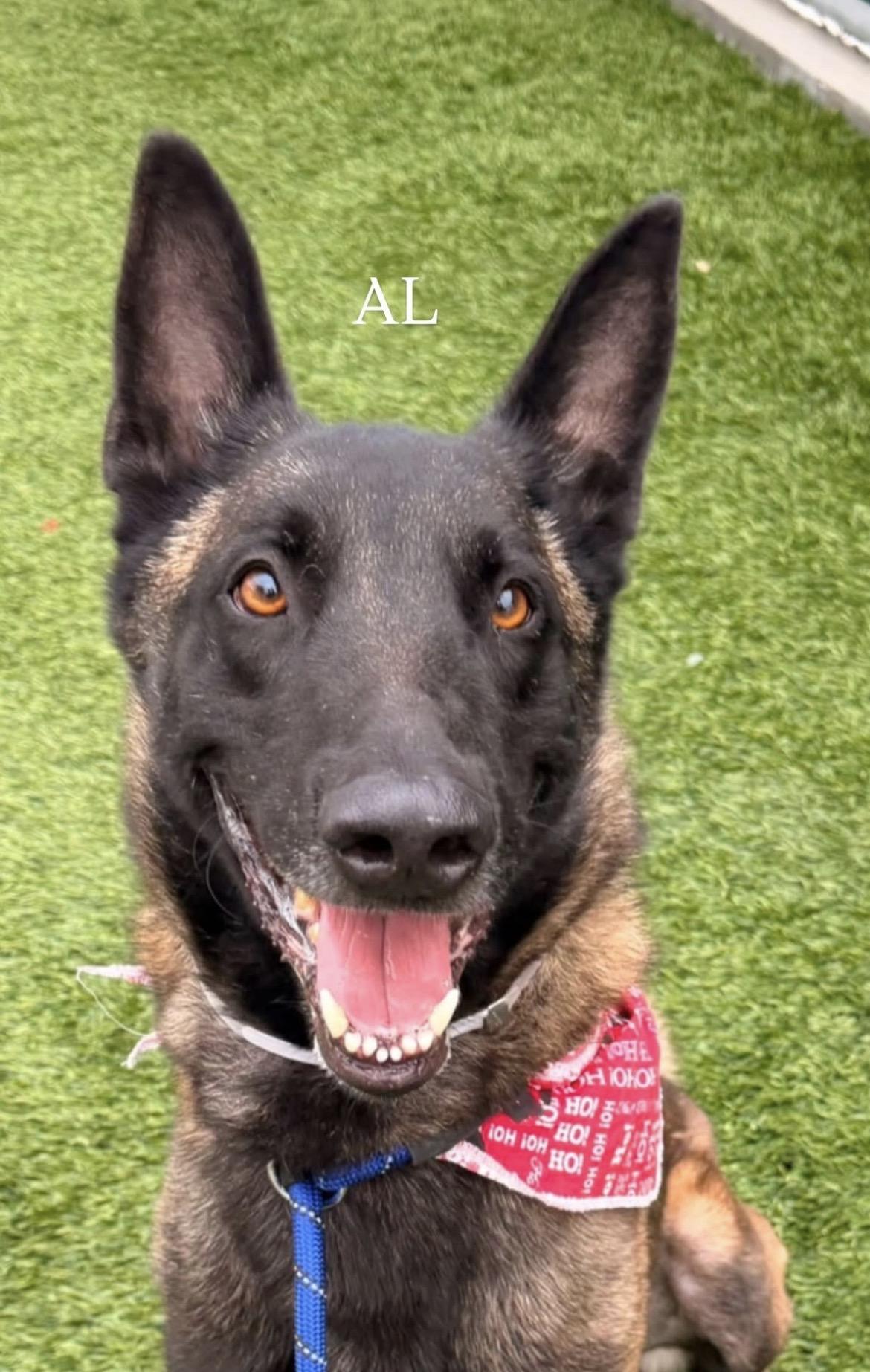 Al, ADOPTABLE, Adult Male Belgian Shepherd / Malinois.