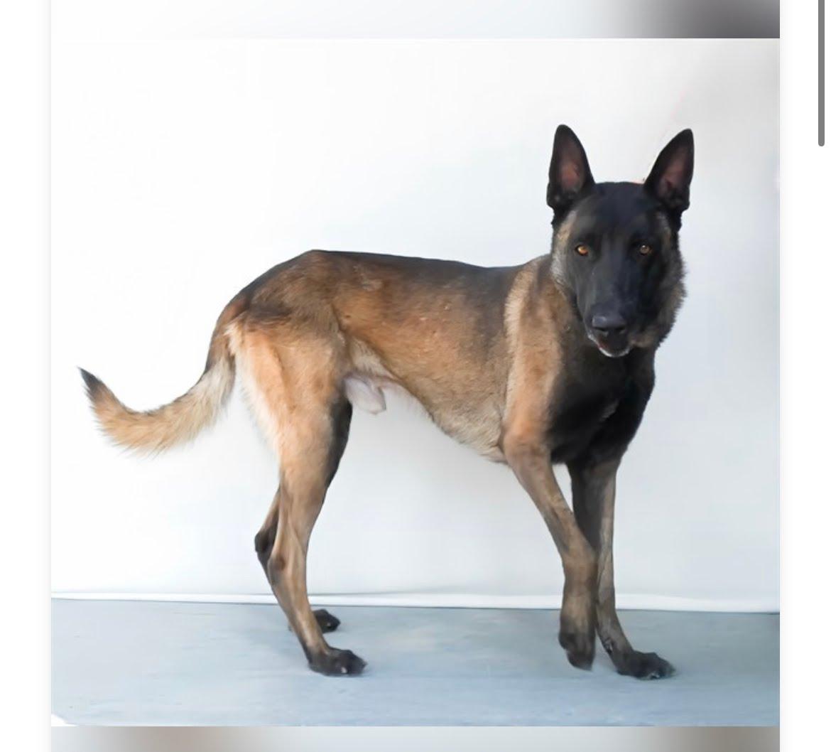 Enlarge Al, a ADOPTABLE Belgian Shepherd / Malinois in Duxbury, MA image 2/2