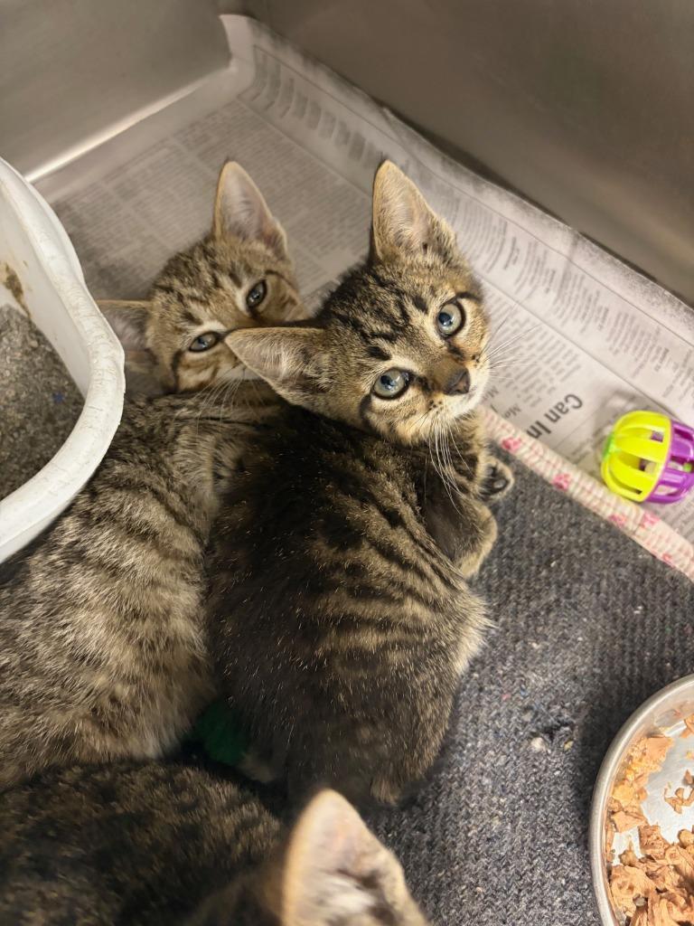 (V) Bonnie Bennett, Adoptable, Kitten Female Domestic Short Hair.