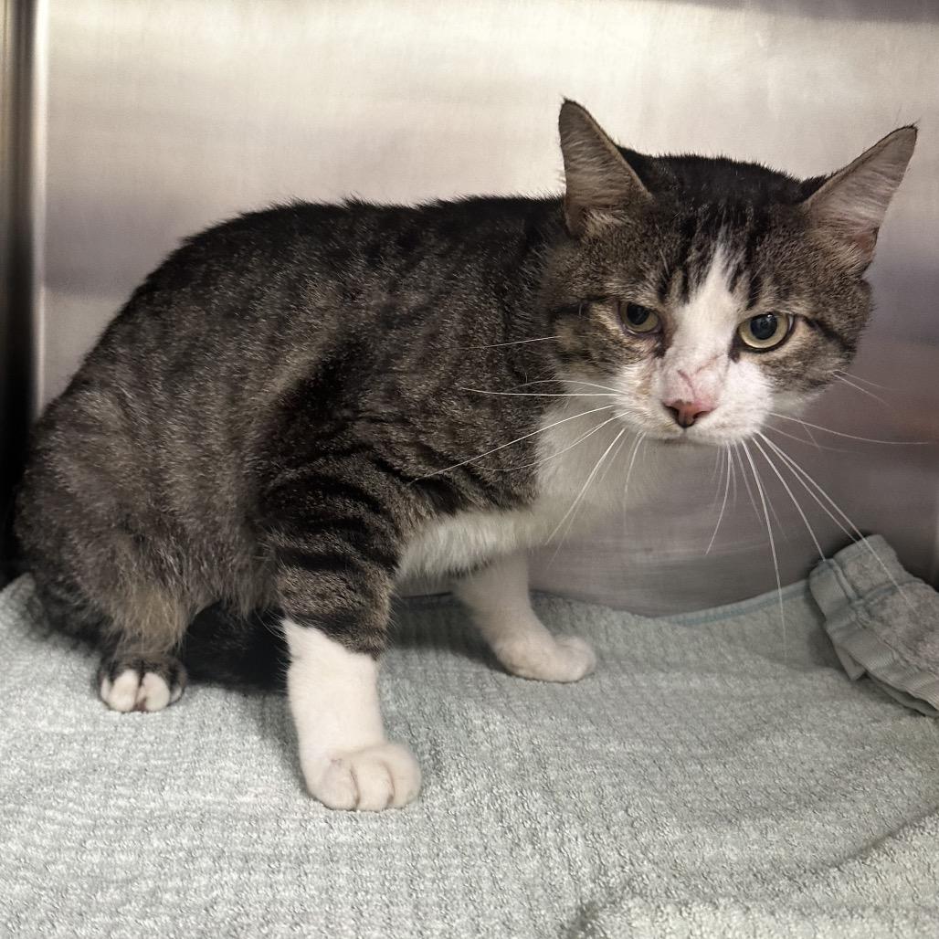 Enlarge Billy, a Adoptable Domestic Short Hair in Warrensburg, MO image 1/1