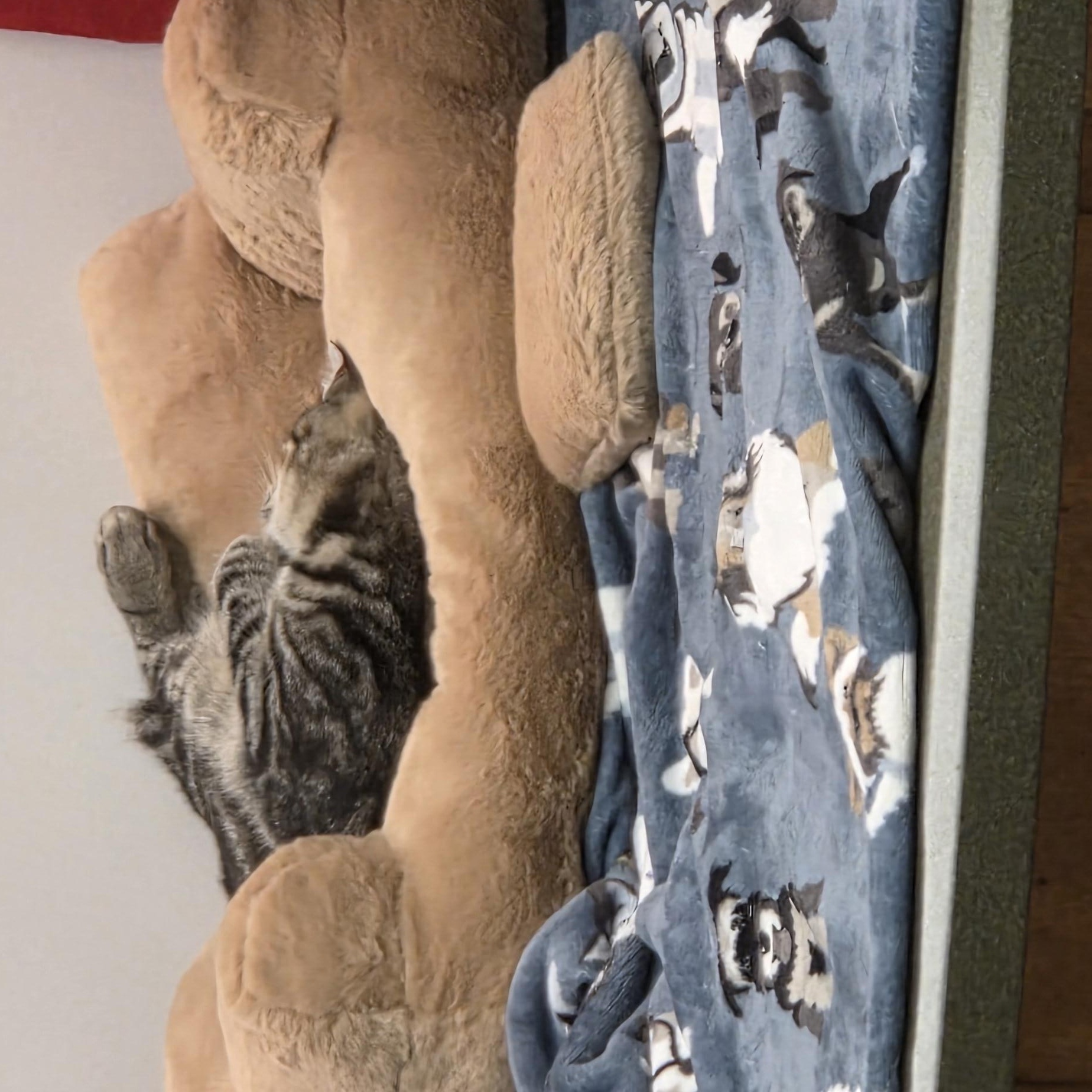 Lobo and Floyd, a ADOPTABLE Domestic Short Hair in Hartville, OH image 6/6
