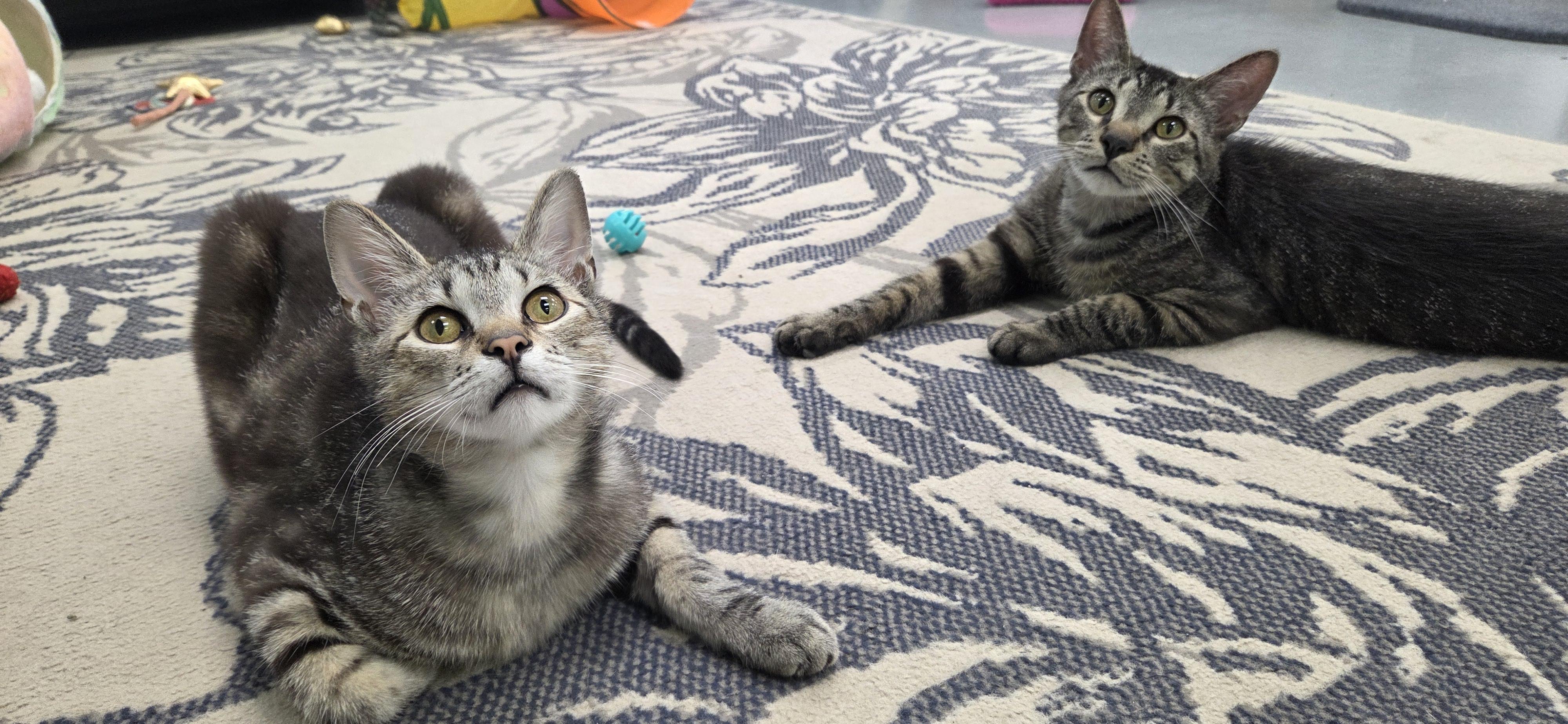 Enlarge Lobo and Floyd, a ADOPTABLE Domestic Short Hair in Hartville, OH image 2/4