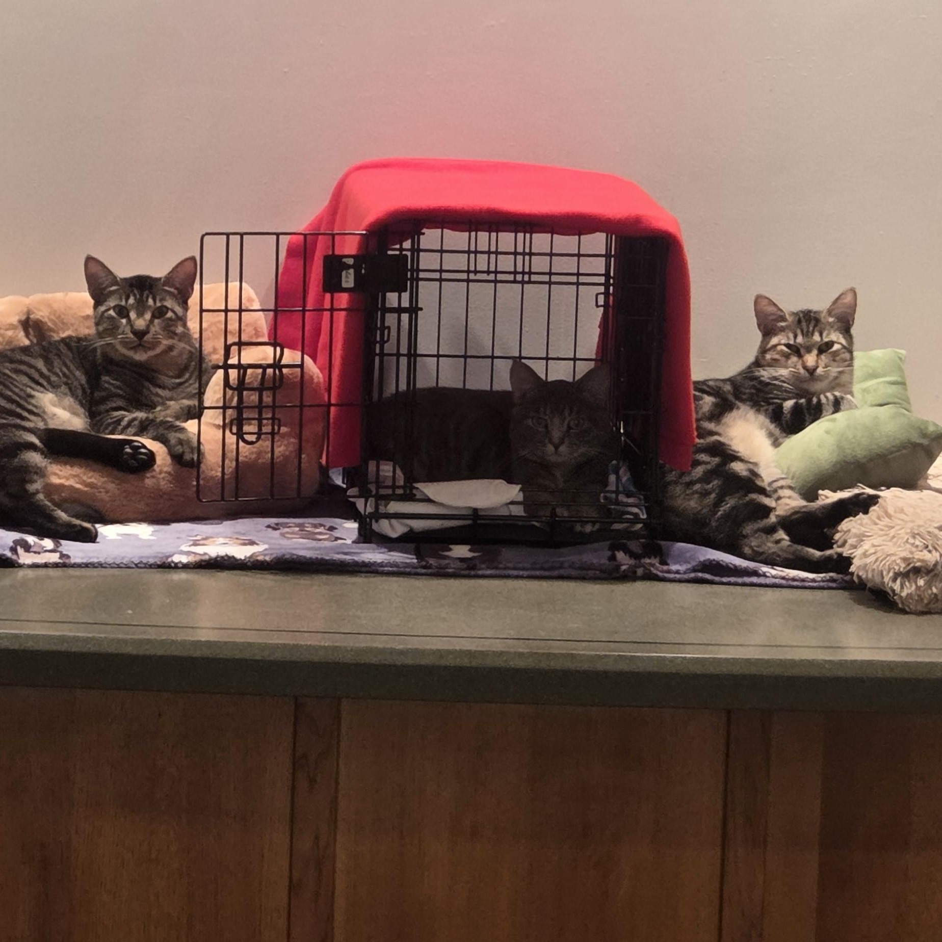 Lobo and Floyd, ADOPTABLE, Young Male Domestic Short Hair.