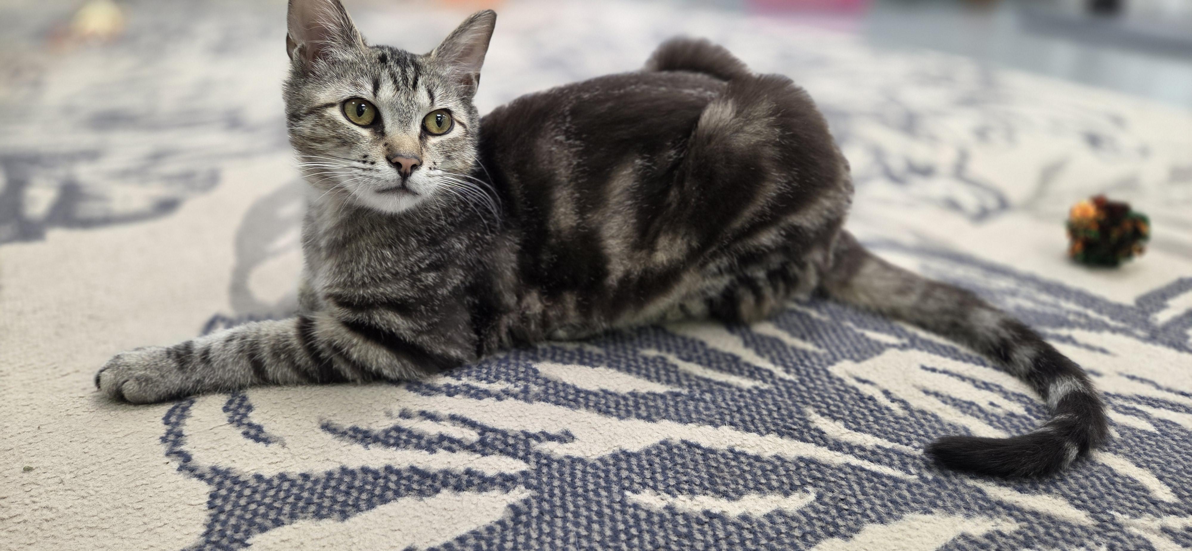 Enlarge Lobo and Floyd, a ADOPTABLE Domestic Short Hair in Hartville, OH image 4/4