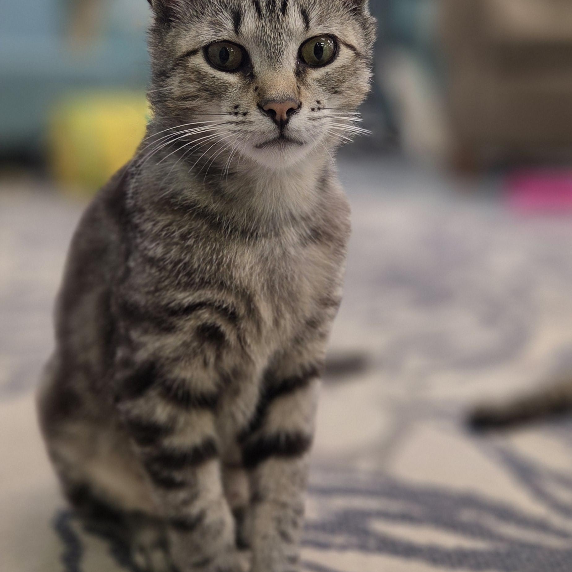 Enlarge Lobo and Floyd, a ADOPTABLE Domestic Short Hair in Hartville, OH image 3/4