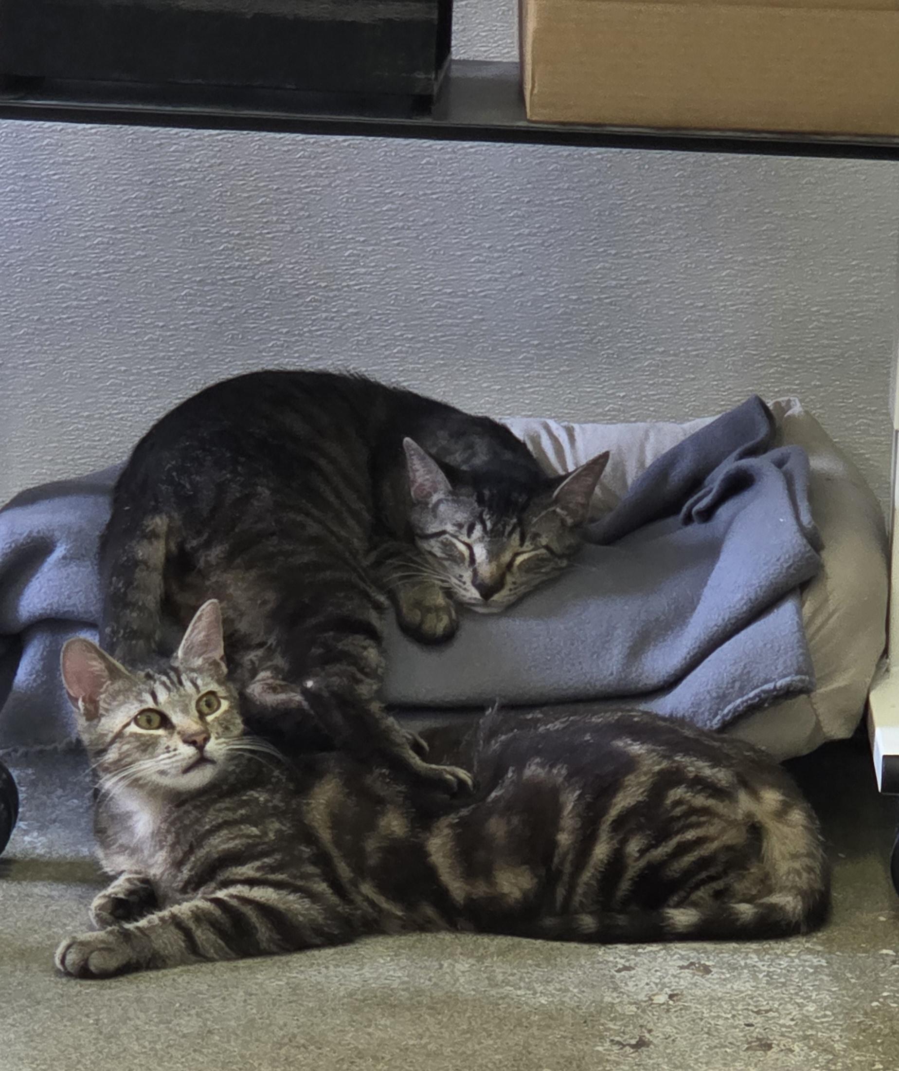 Enlarge Lobo and Floyd, a ADOPTABLE Domestic Short Hair in Hartville, OH image 1/4
