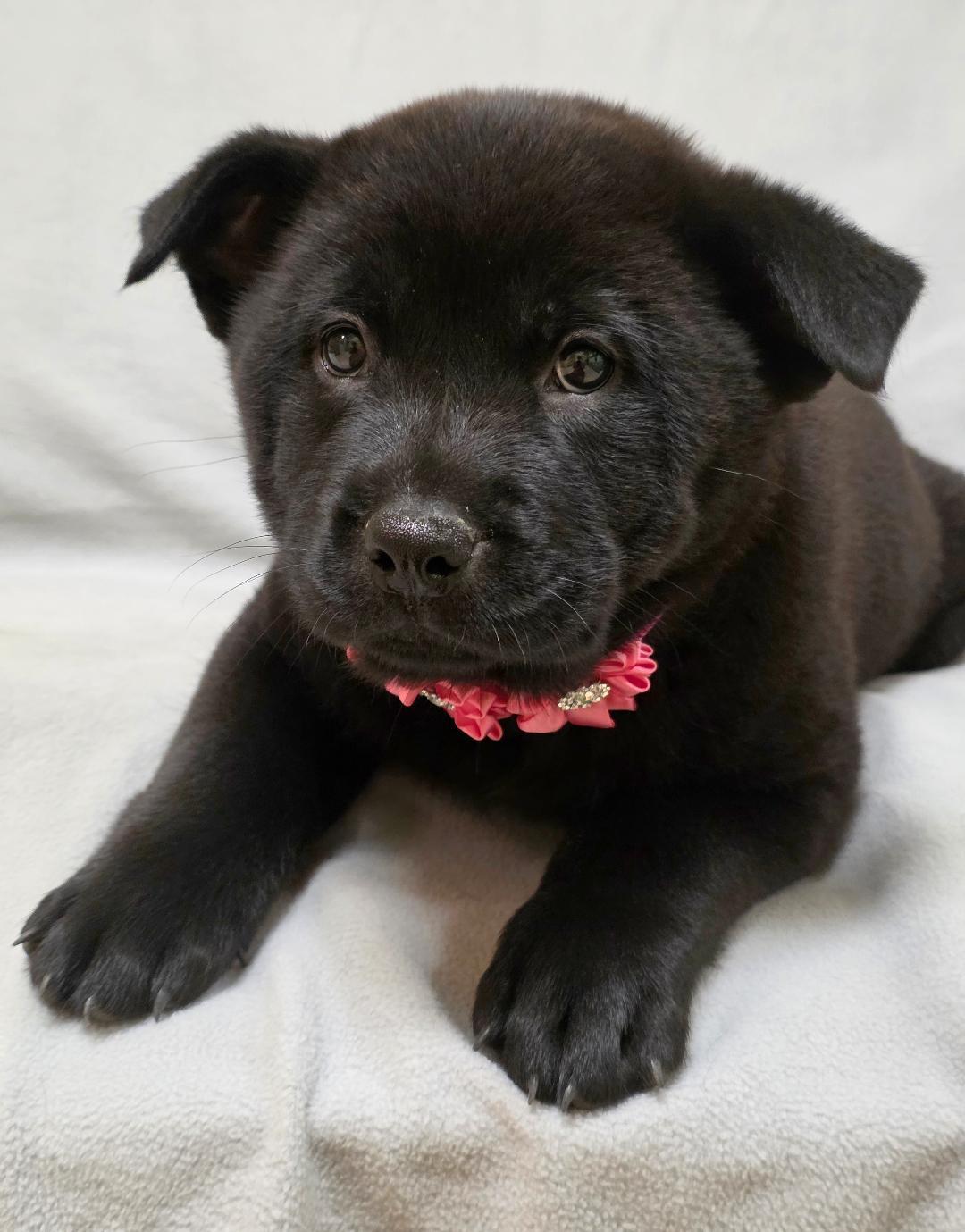 Enlarge Mei, a ADOPTABLE mixed breed in Phenix City, AL image 4/4