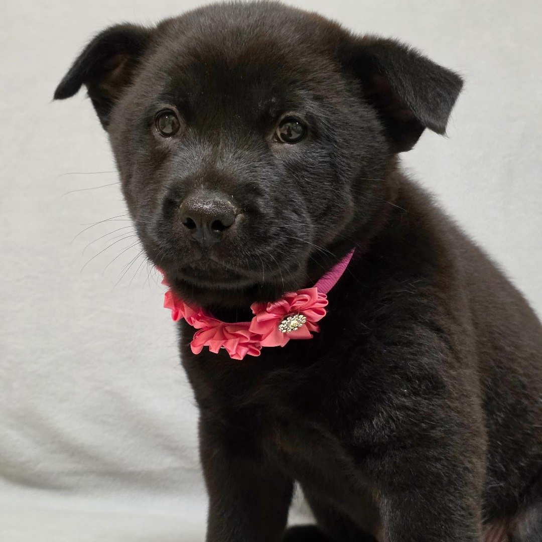 Mei, ADOPTABLE, Puppy Female Chow Chow.