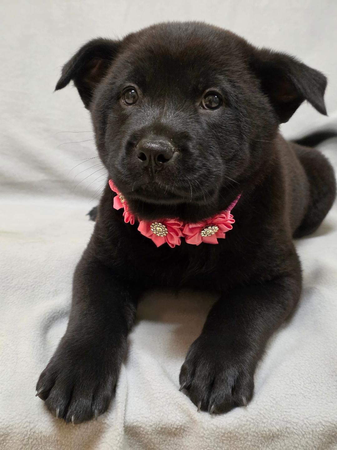 Enlarge Mei, a ADOPTABLE mixed breed in Phenix City, AL image 3/4