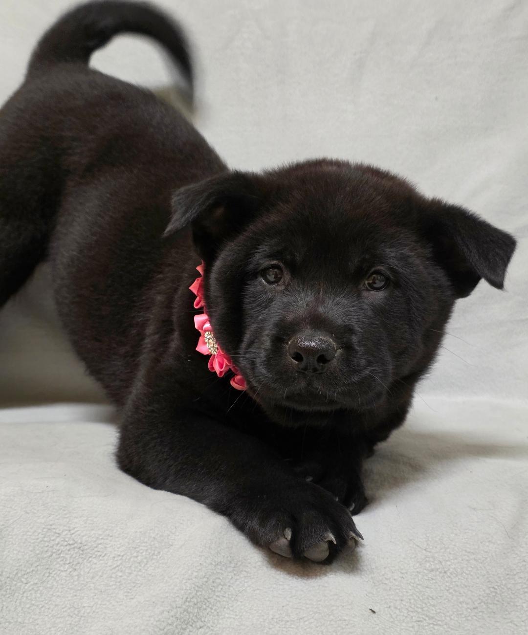 Enlarge Mei, a ADOPTABLE mixed breed in Phenix City, AL image 2/4