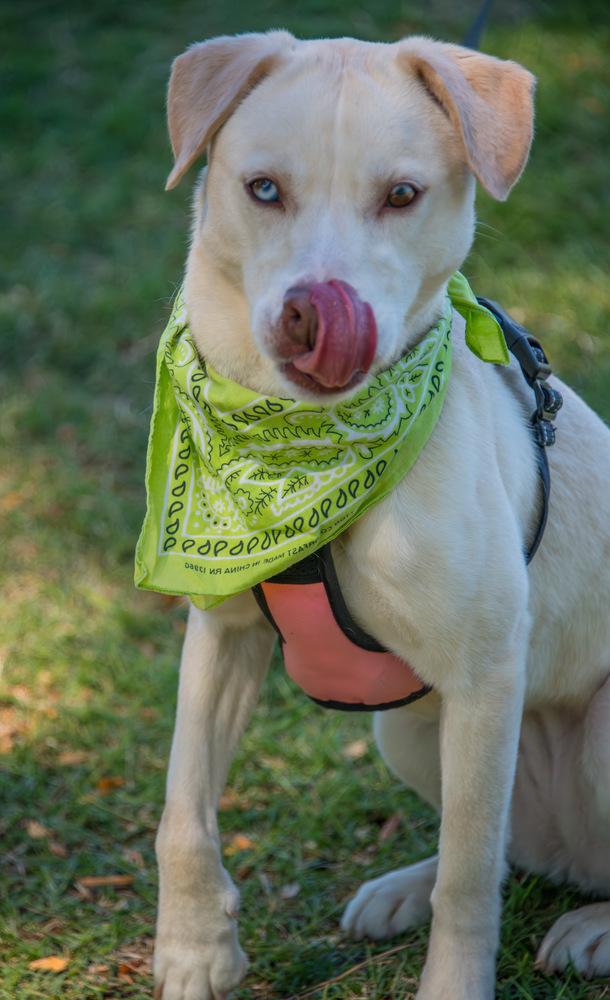 Sheeva, Adoptable, Young Female Labrador Retriever.