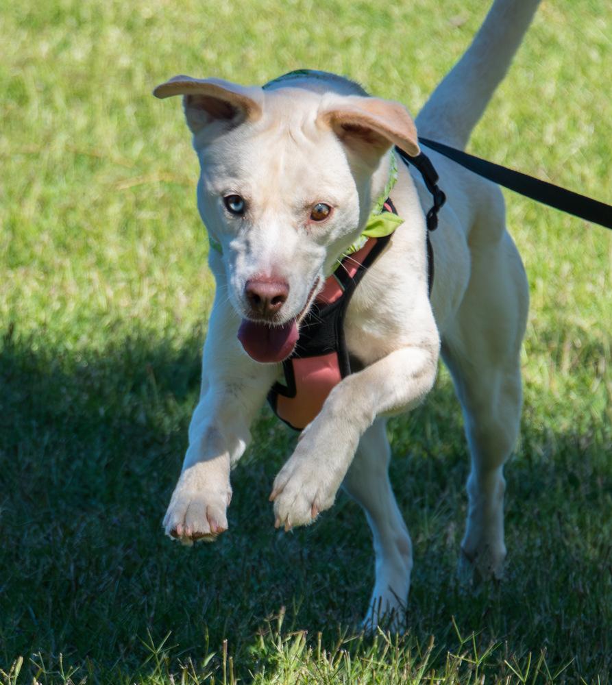 Enlarge Sheeva, a Adoptable Labrador Retriever in Marietta, GA image 2/6