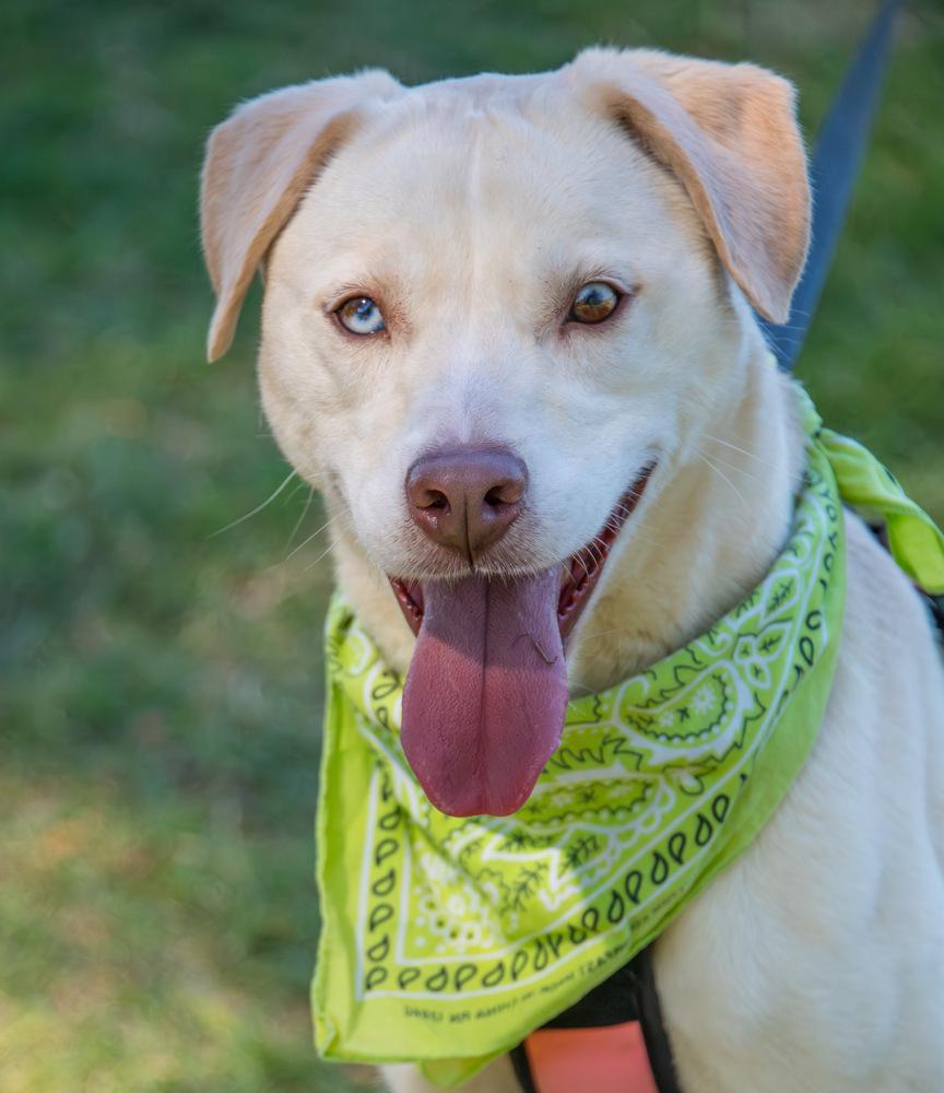 Enlarge Sheeva, a Adoptable Labrador Retriever in Marietta, GA image 3/6
