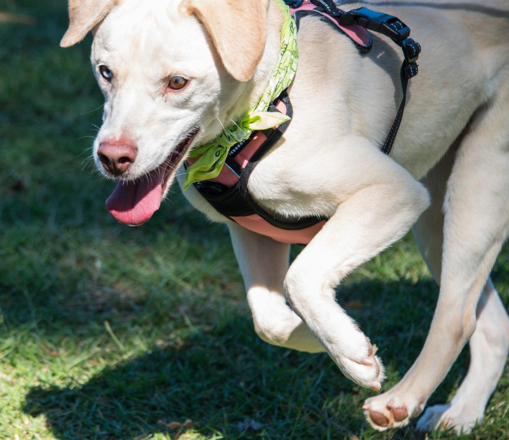 Enlarge Sheeva, a Adoptable Labrador Retriever in Marietta, GA image 4/6