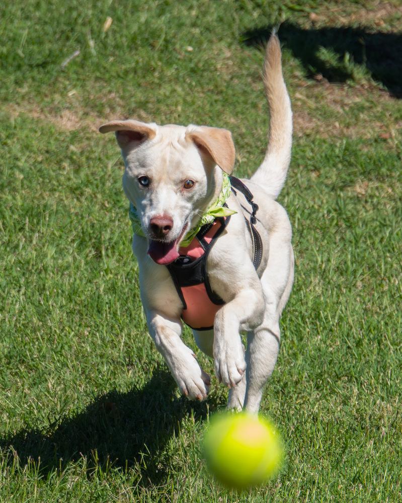 Enlarge Sheeva, a Adoptable Labrador Retriever in Marietta, GA image 5/6