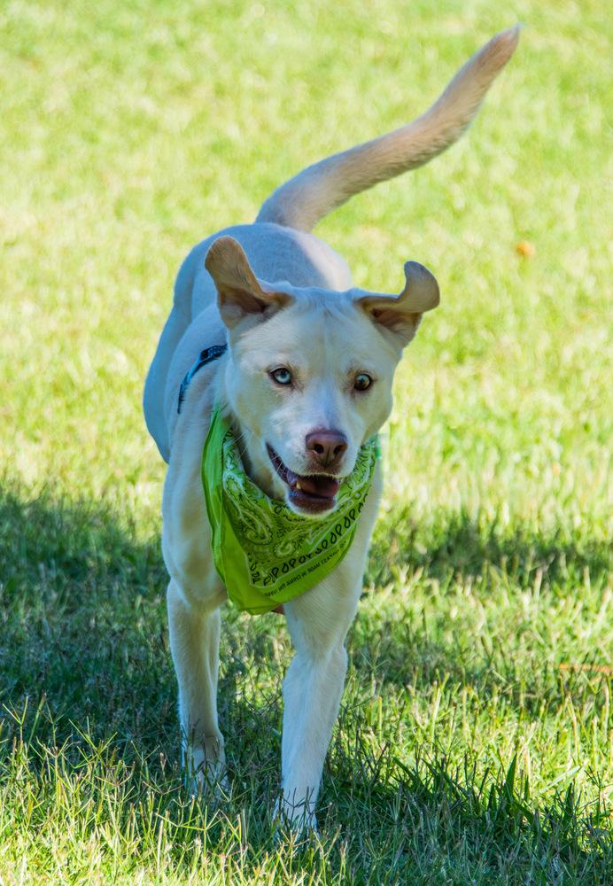 Enlarge Sheeva, a Adoptable Labrador Retriever in Marietta, GA image 6/6