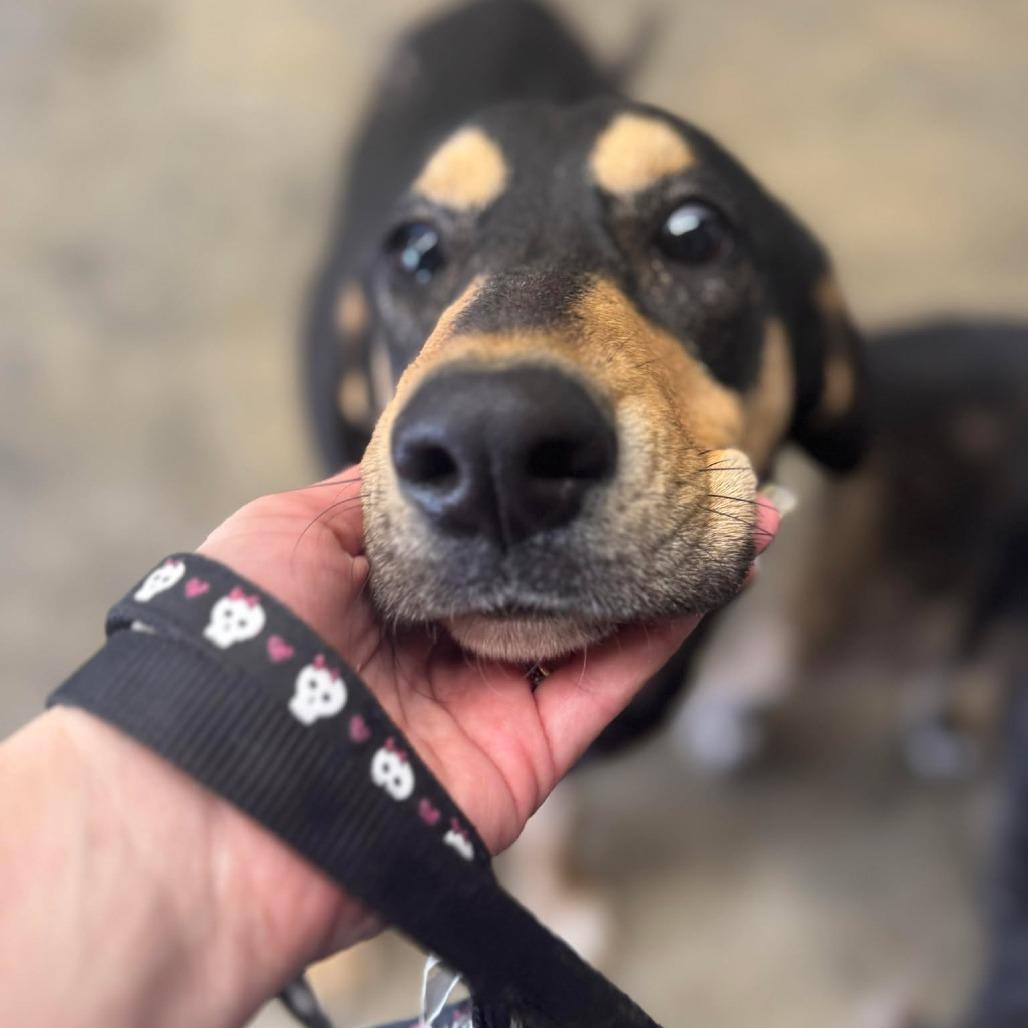 Enlarge Jack $399, a Adoptable mixed breed in Springfield, MA image 2/3