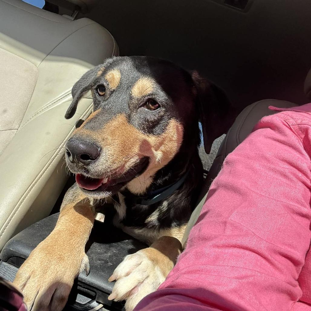 Enlarge Jack $399, a Adoptable mixed breed in Springfield, MA image 3/3