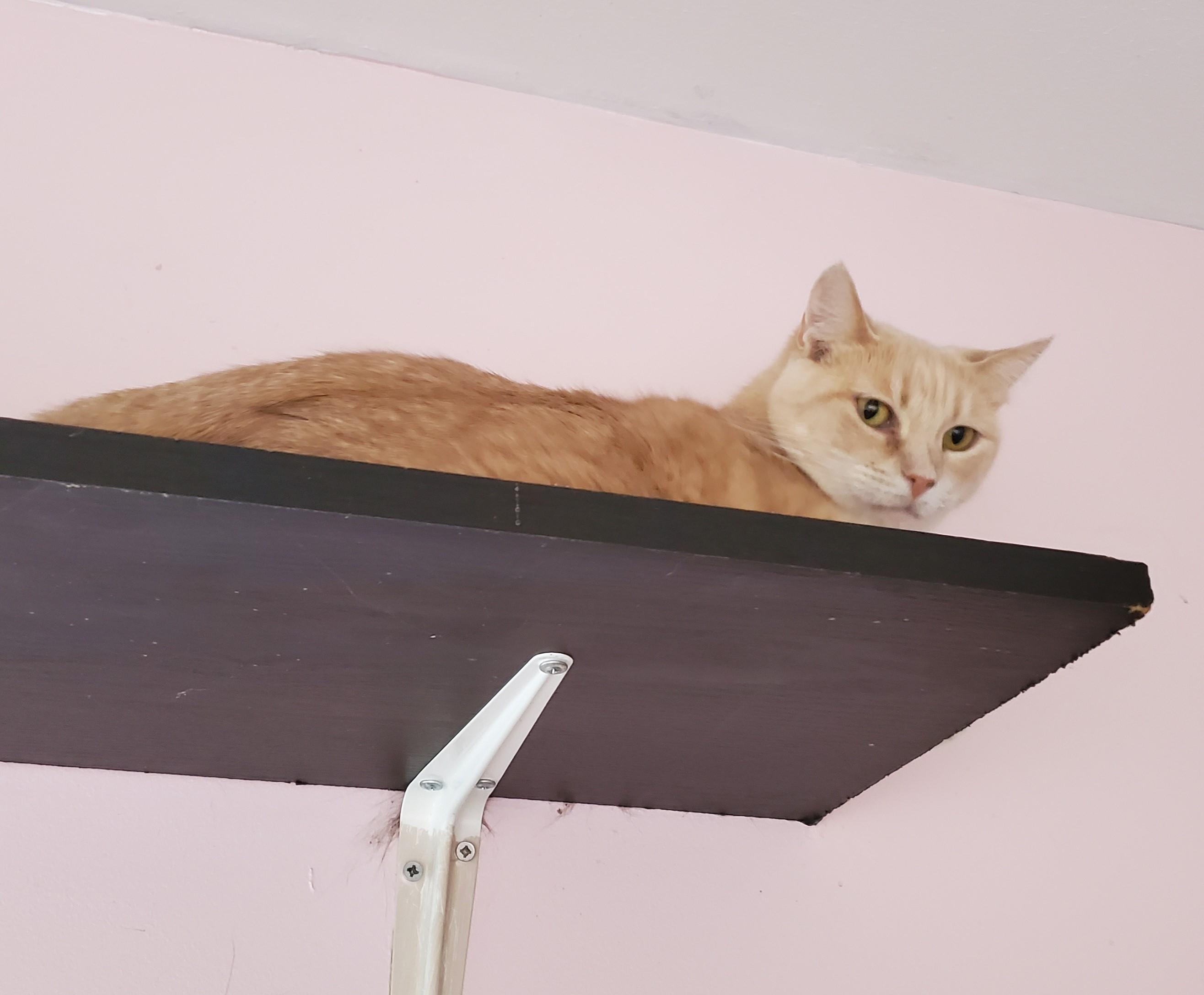 Tabitha — thumbnail 2