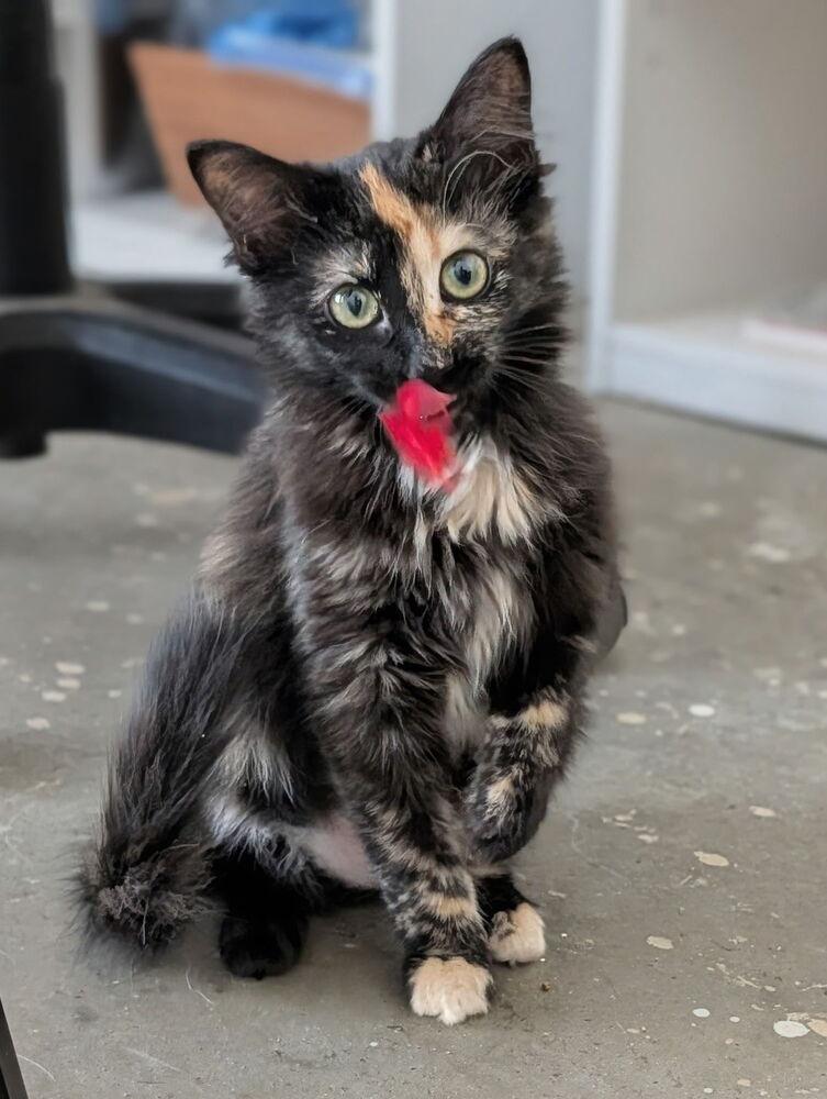 Enlarge Jade, a Adoptable Domestic Long Hair in Little Rock, AR image 1/3