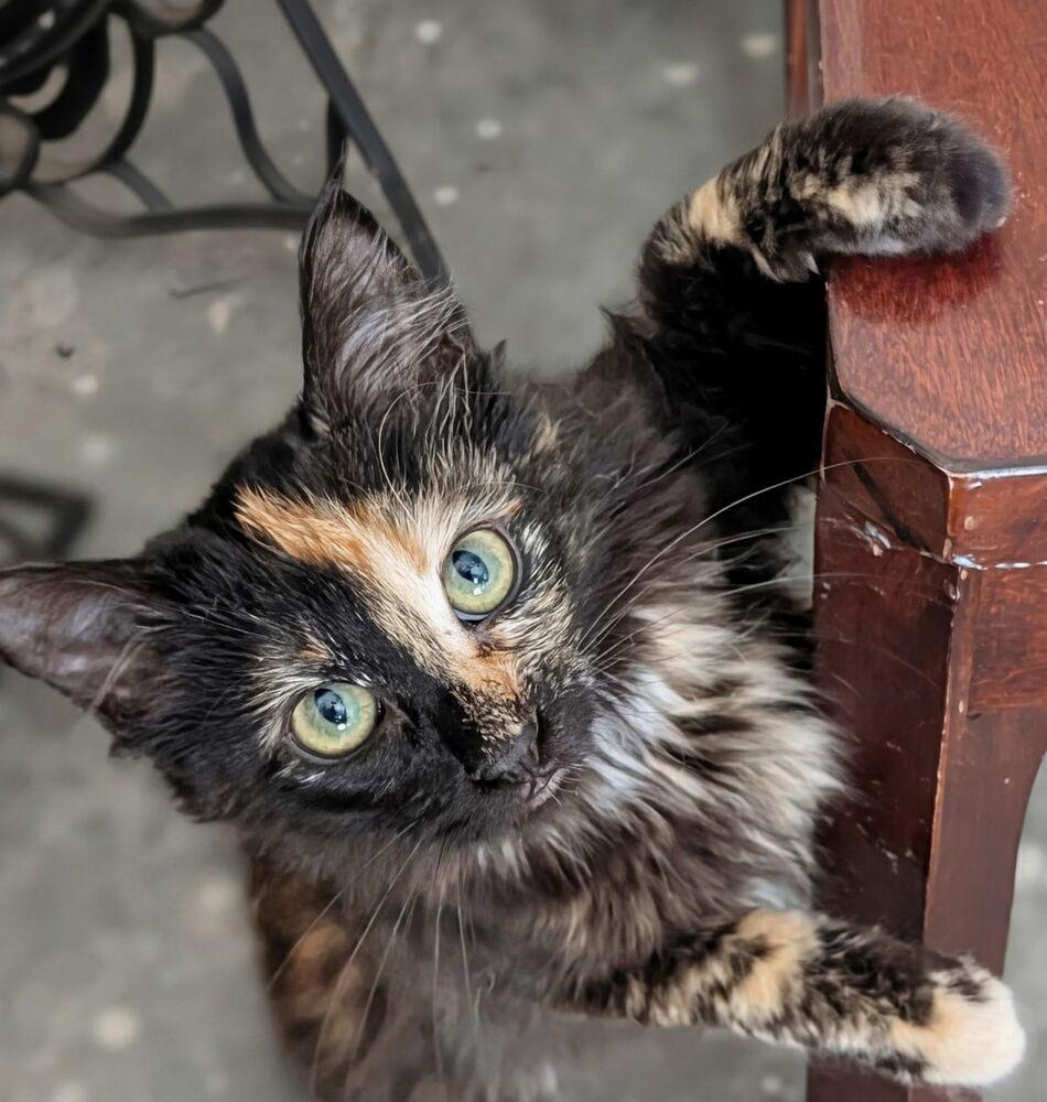 Enlarge Jade, a Adoptable Domestic Long Hair in Little Rock, AR image 2/3