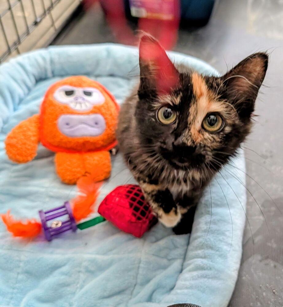 Enlarge Jade, a Adoptable Domestic Long Hair in Little Rock, AR image 3/3