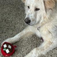 Enlarge Dexter, a ADOPTABLE mixed breed in Albany, NY image 1/2