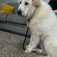 Enlarge Dexter, a ADOPTABLE mixed breed in Albany, NY image 2/2