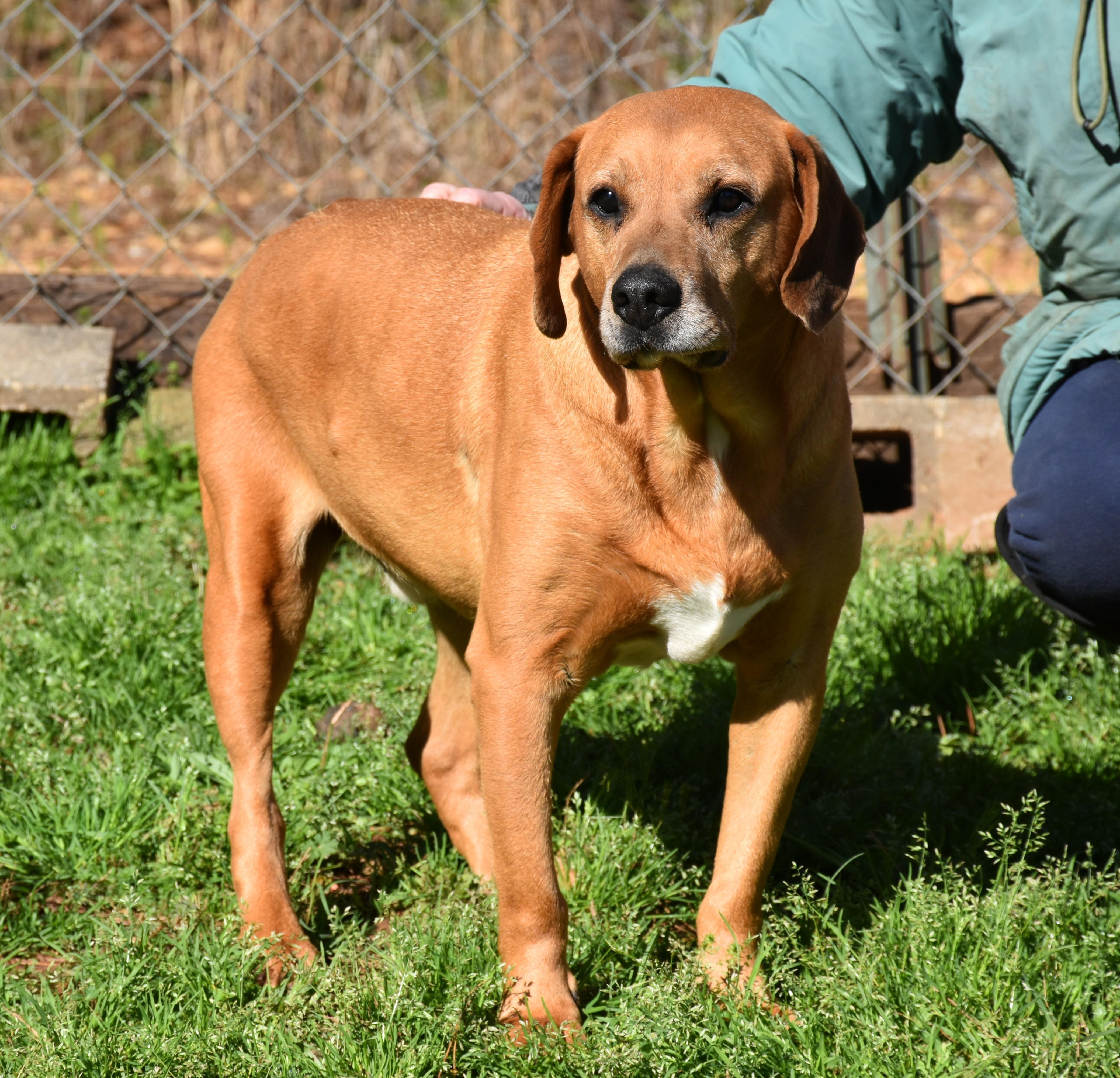 Jack, a ADOPTABLE mixed breed in Wedowee, AL image 5/6