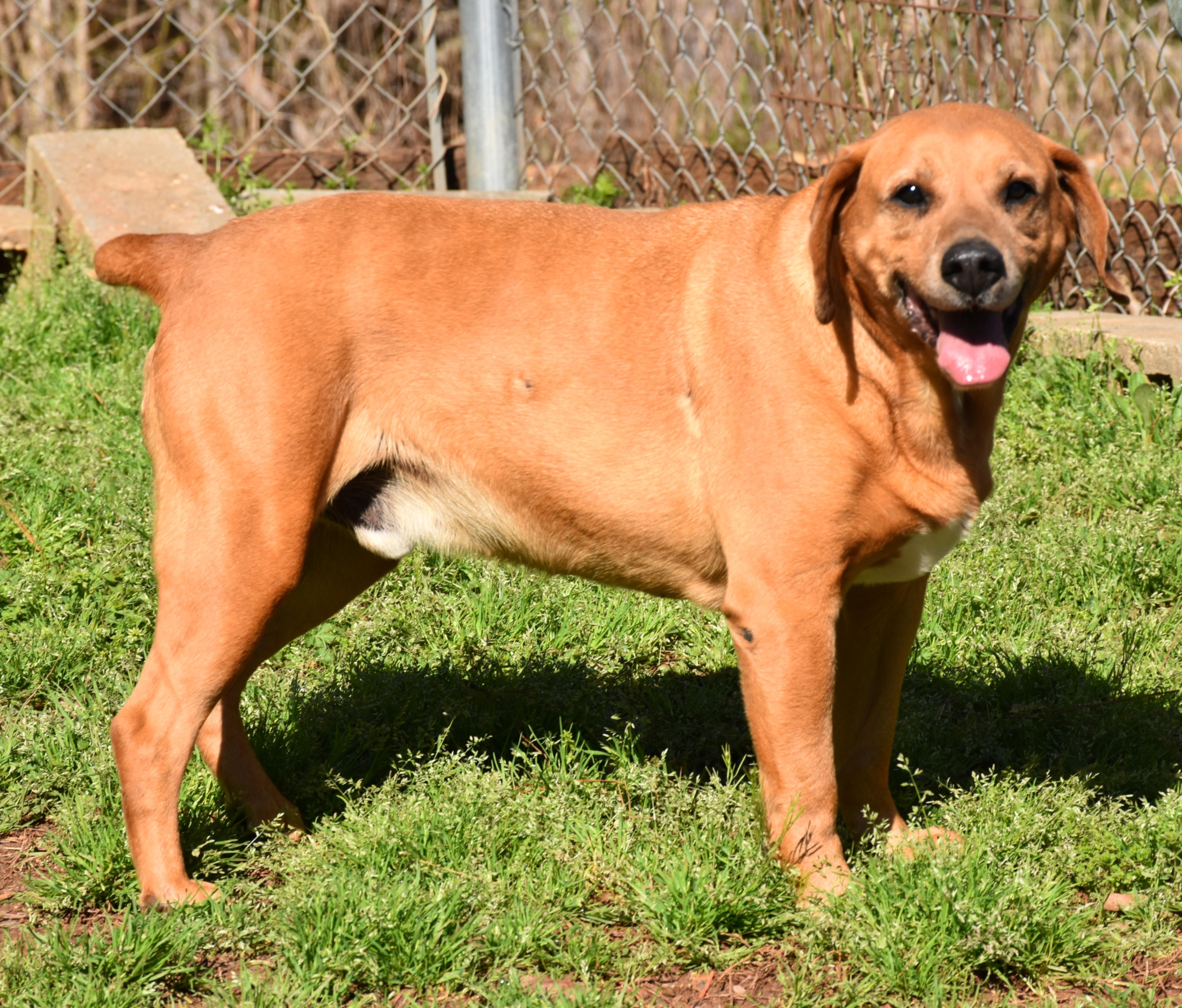 Jack, a ADOPTABLE mixed breed in Wedowee, AL image 6/6