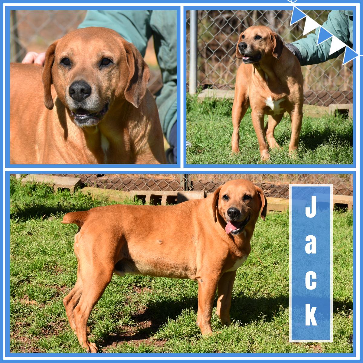 Jack, ADOPTABLE, Adult Male Labrador Retriever.