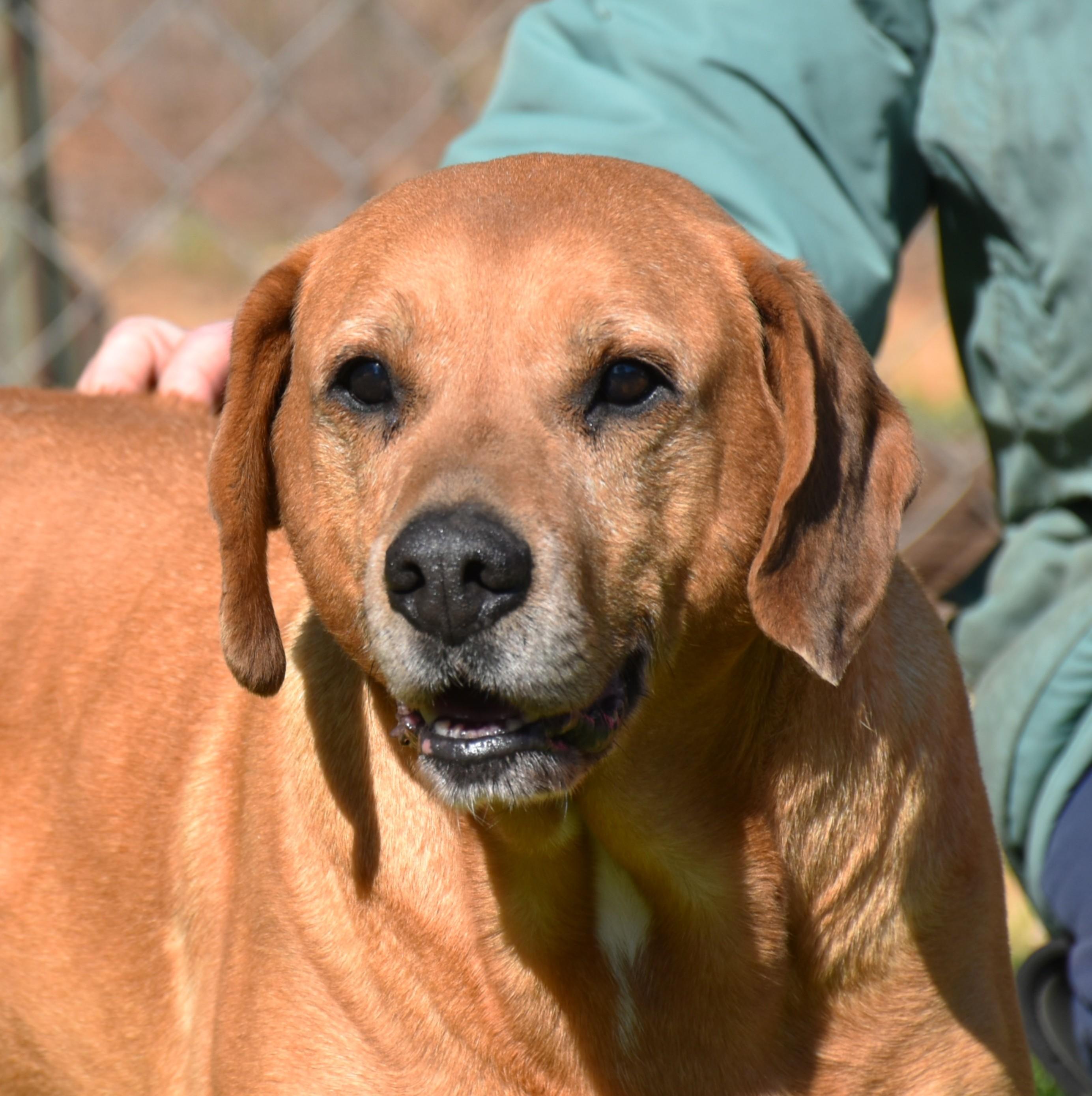 Jack, a ADOPTABLE mixed breed in Wedowee, AL image 4/6
