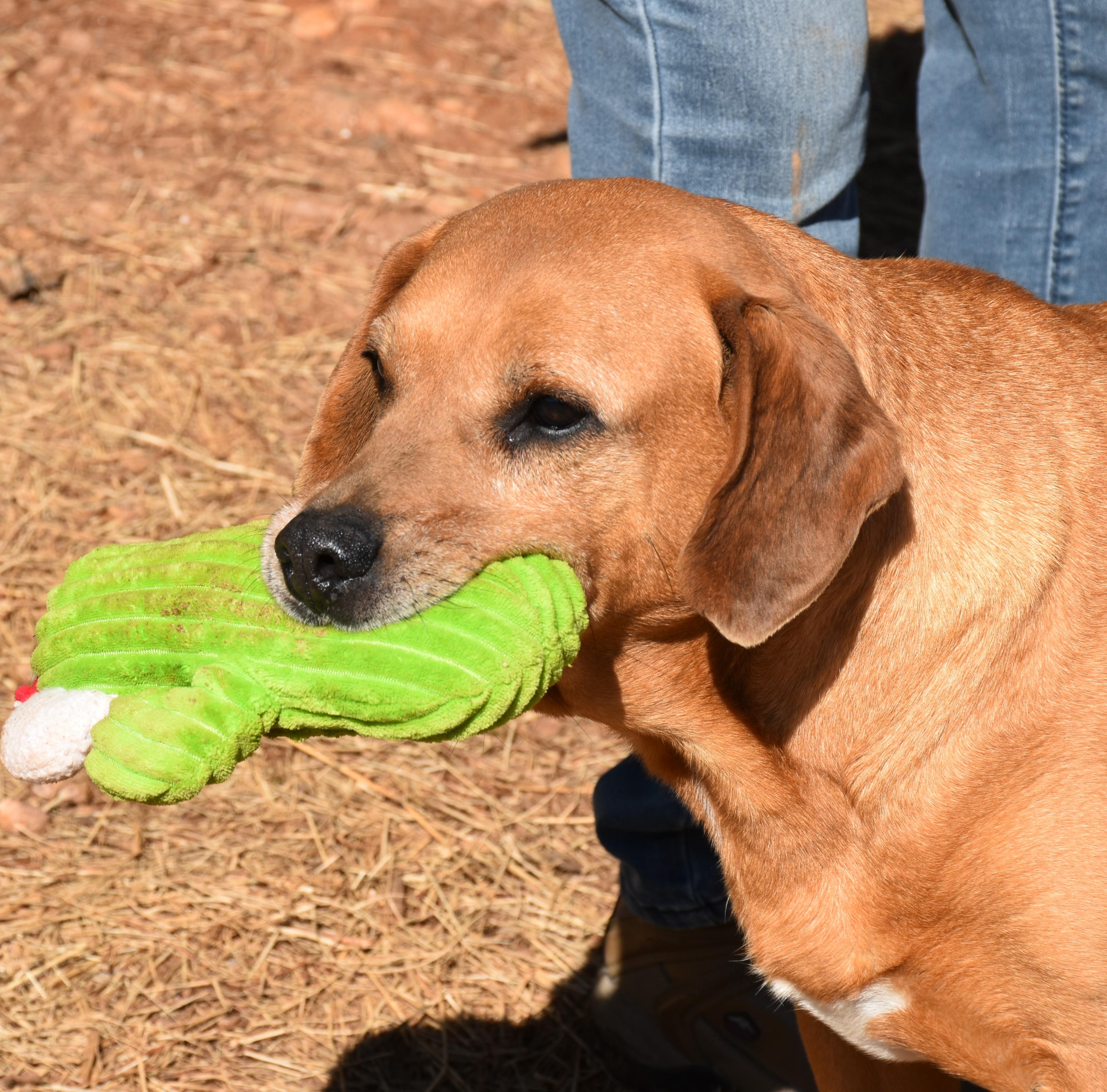 Jack, a ADOPTABLE mixed breed in Wedowee, AL image 3/6
