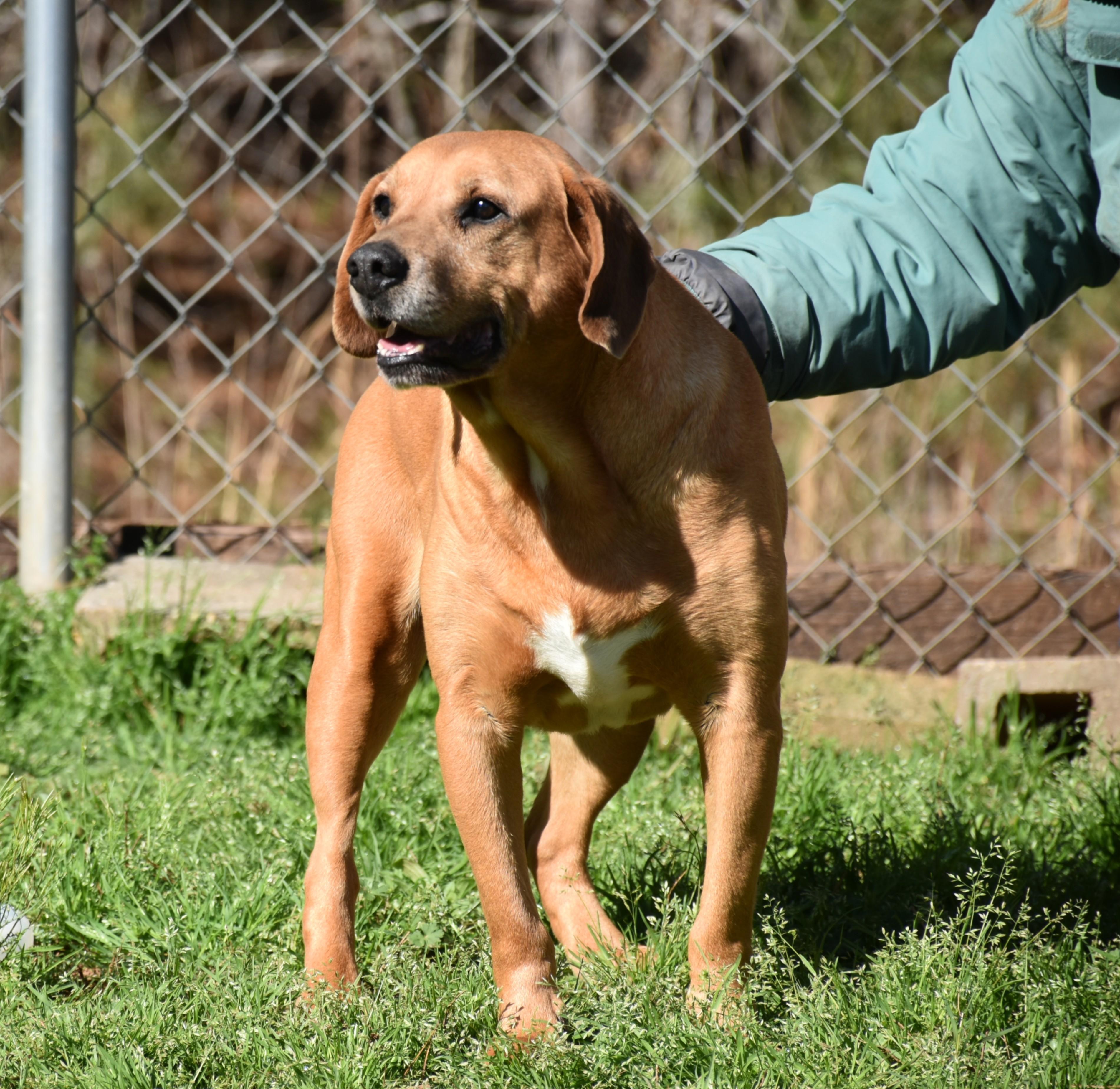 Jack, a ADOPTABLE mixed breed in Wedowee, AL image 2/6