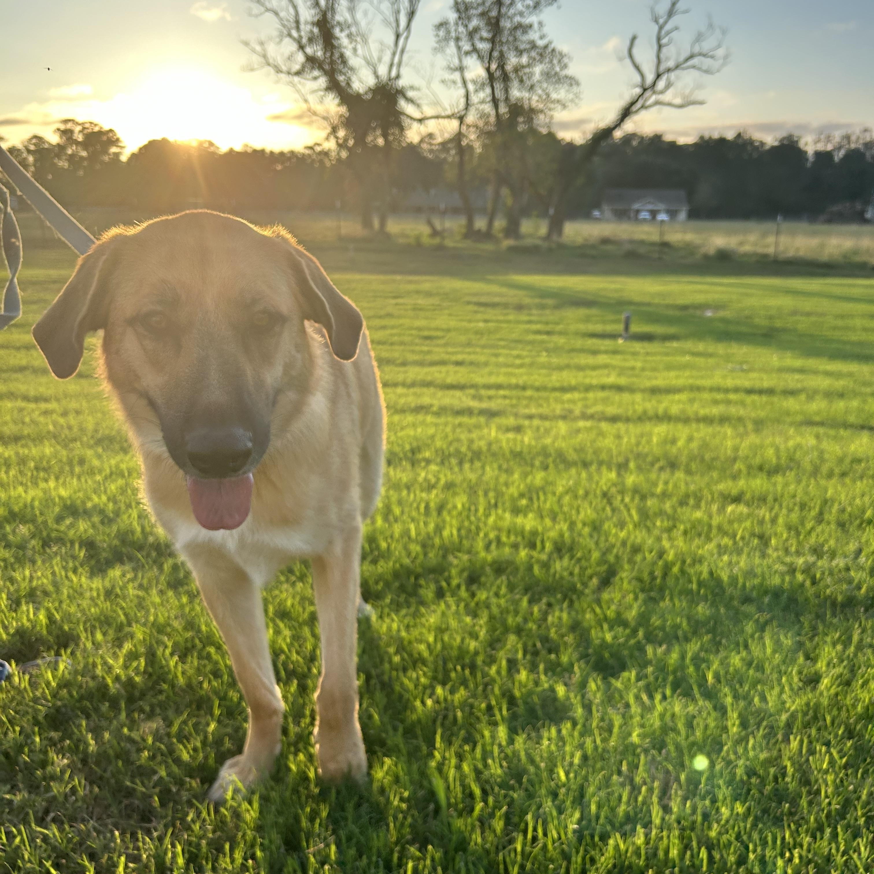 Deb, Young Female Great Pyrenees