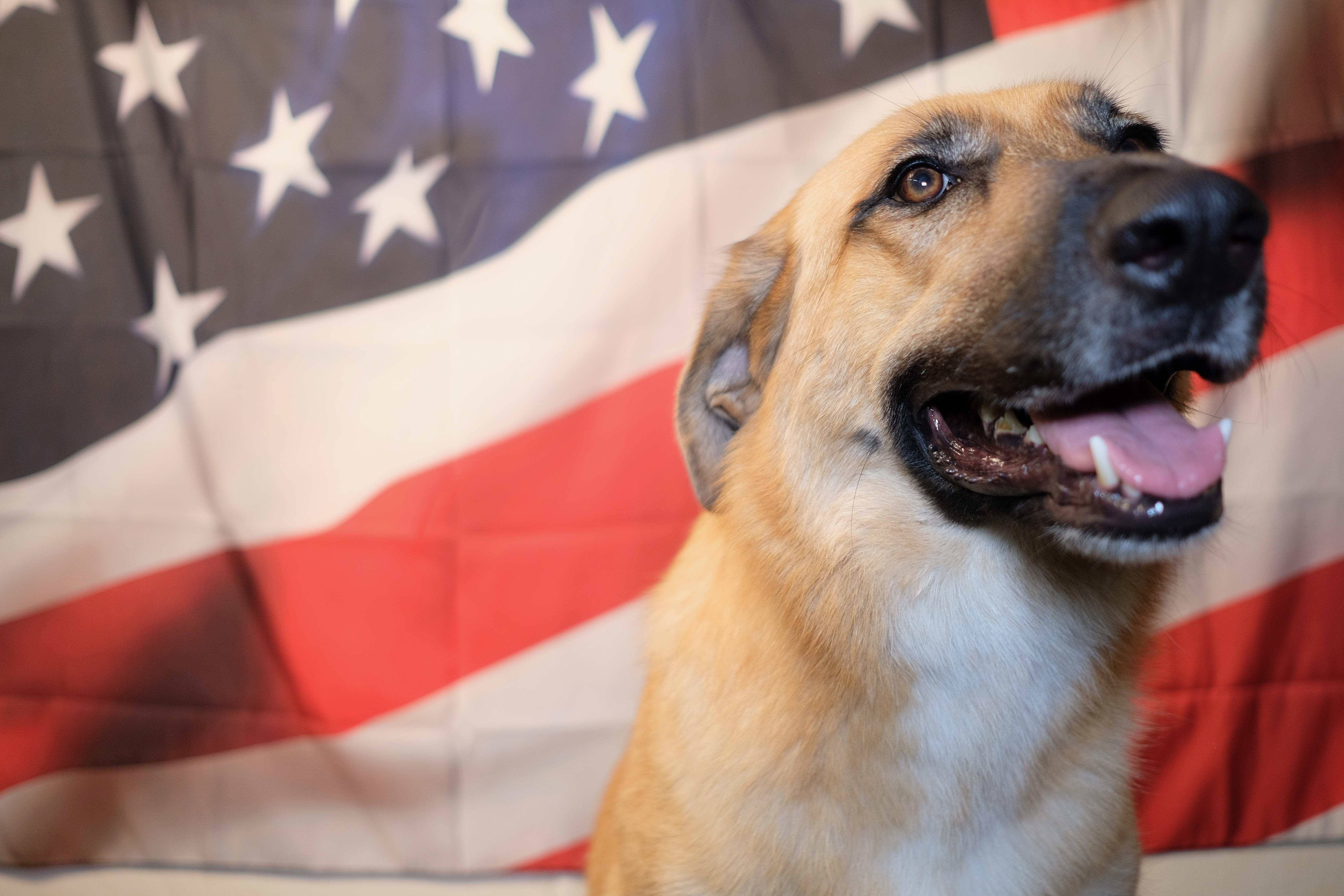 Deb, a Adoptable mixed breed in New Caney, TX image 1/2