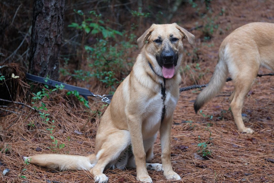 Deb, a Adoptable mixed breed in New Caney, TX image 2/2