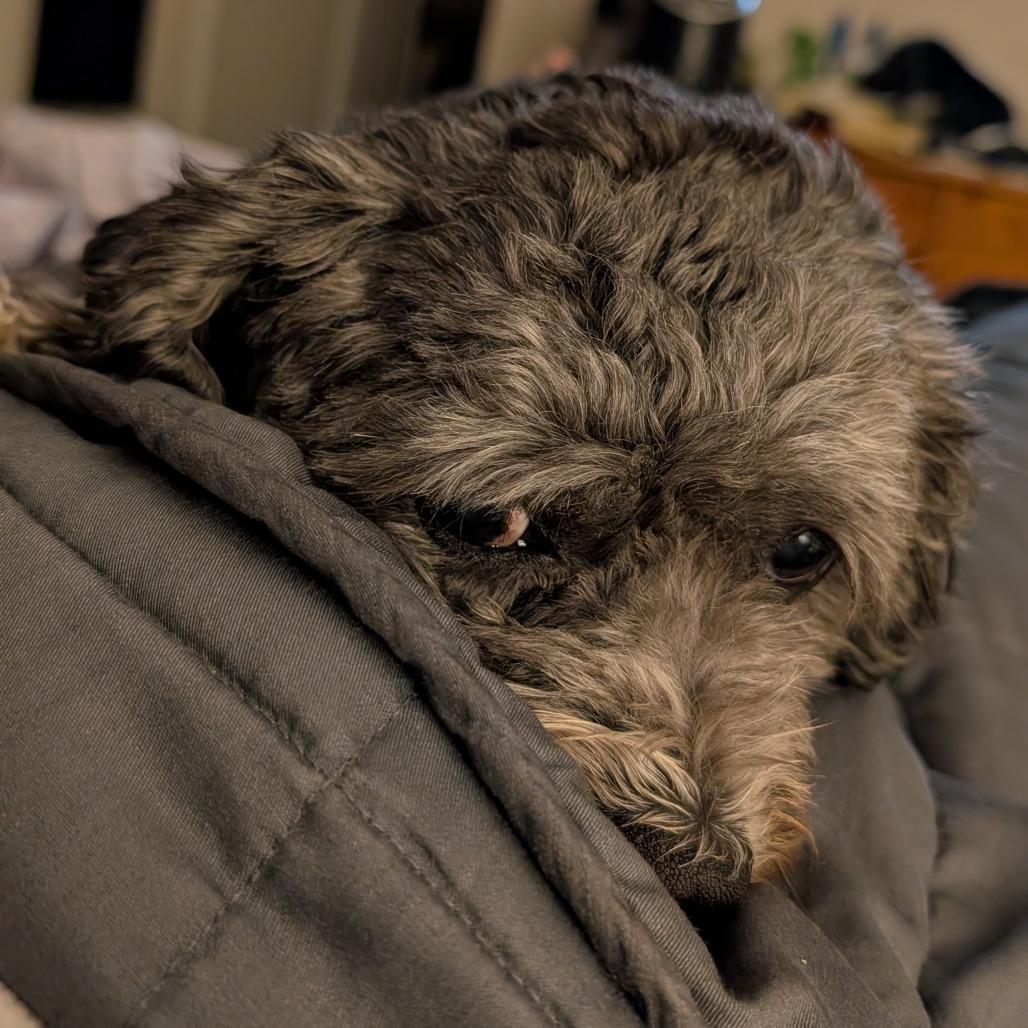 Enlarge Canna Lily, a Adoptable Miniature Poodle in Austin, TX image 1/6