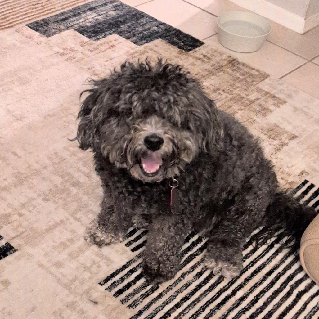 Enlarge Canna Lily, a Adoptable Miniature Poodle in Austin, TX image 2/6