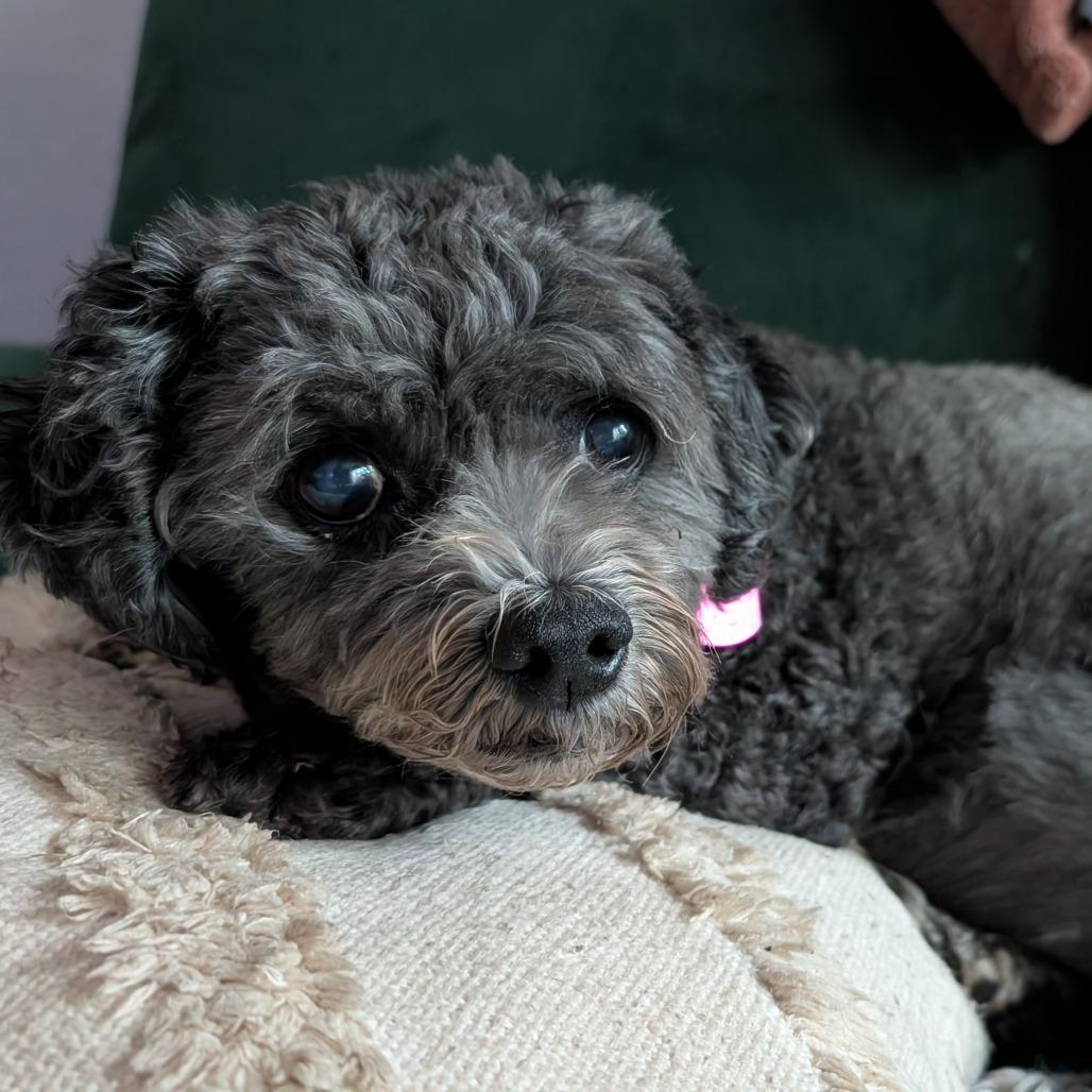 Enlarge Canna Lily, a Adoptable Miniature Poodle in Austin, TX image 3/6