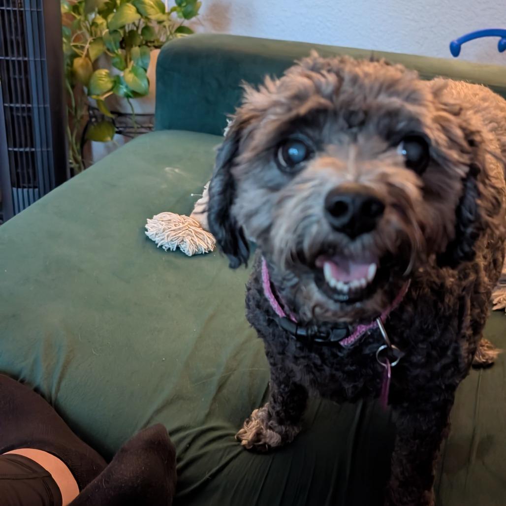 Enlarge Canna Lily, a Adoptable Miniature Poodle in Austin, TX image 4/6