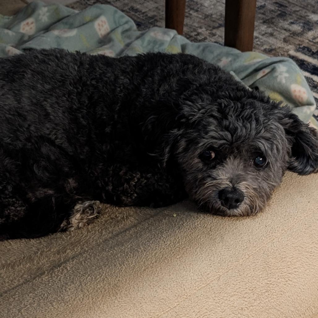 Enlarge Canna Lily, a Adoptable Miniature Poodle in Austin, TX image 5/6