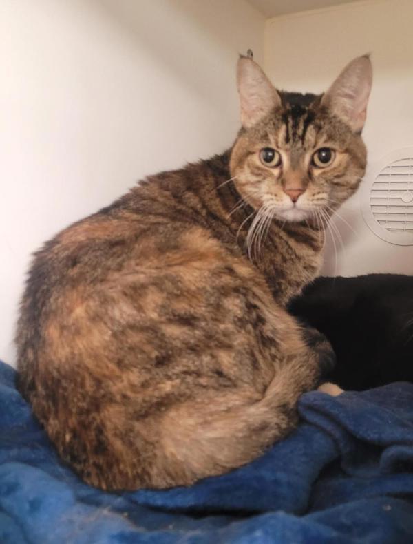 Freddy, Adoptable, Senior Female Domestic Short Hair.