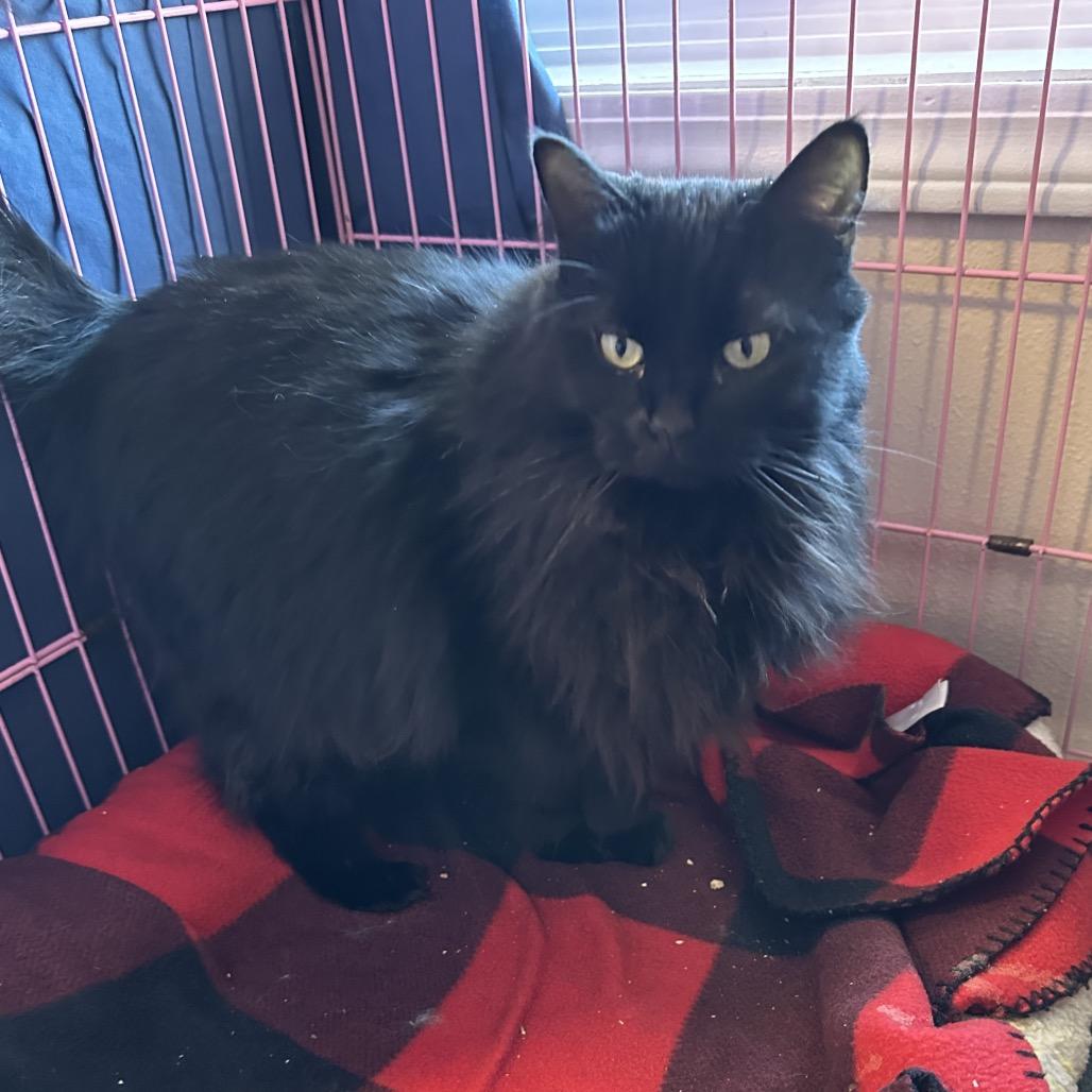 Eileen aka Kapoi, Adoptable, Adult Female Domestic Long Hair.