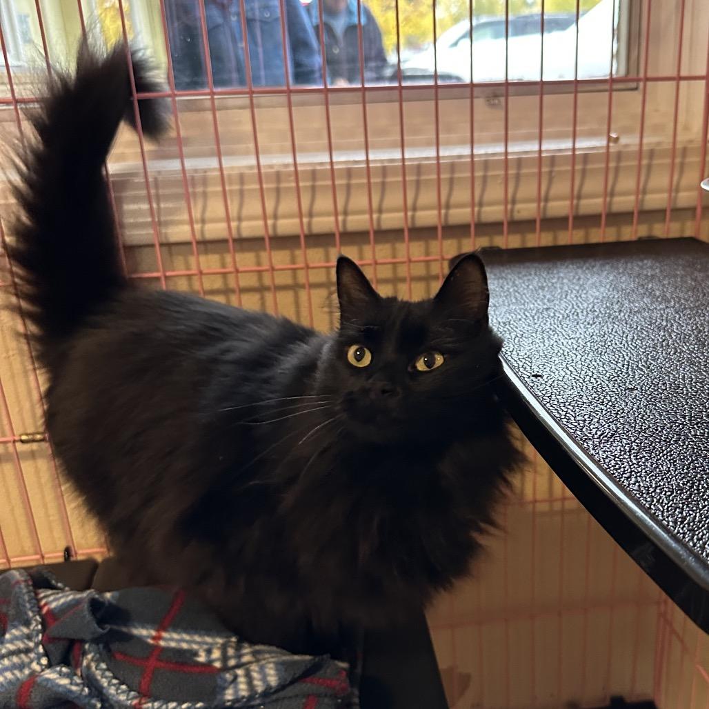 Eileen aka Kapoi, a Adoptable Domestic Long Hair in Priest River, ID image 1/4
