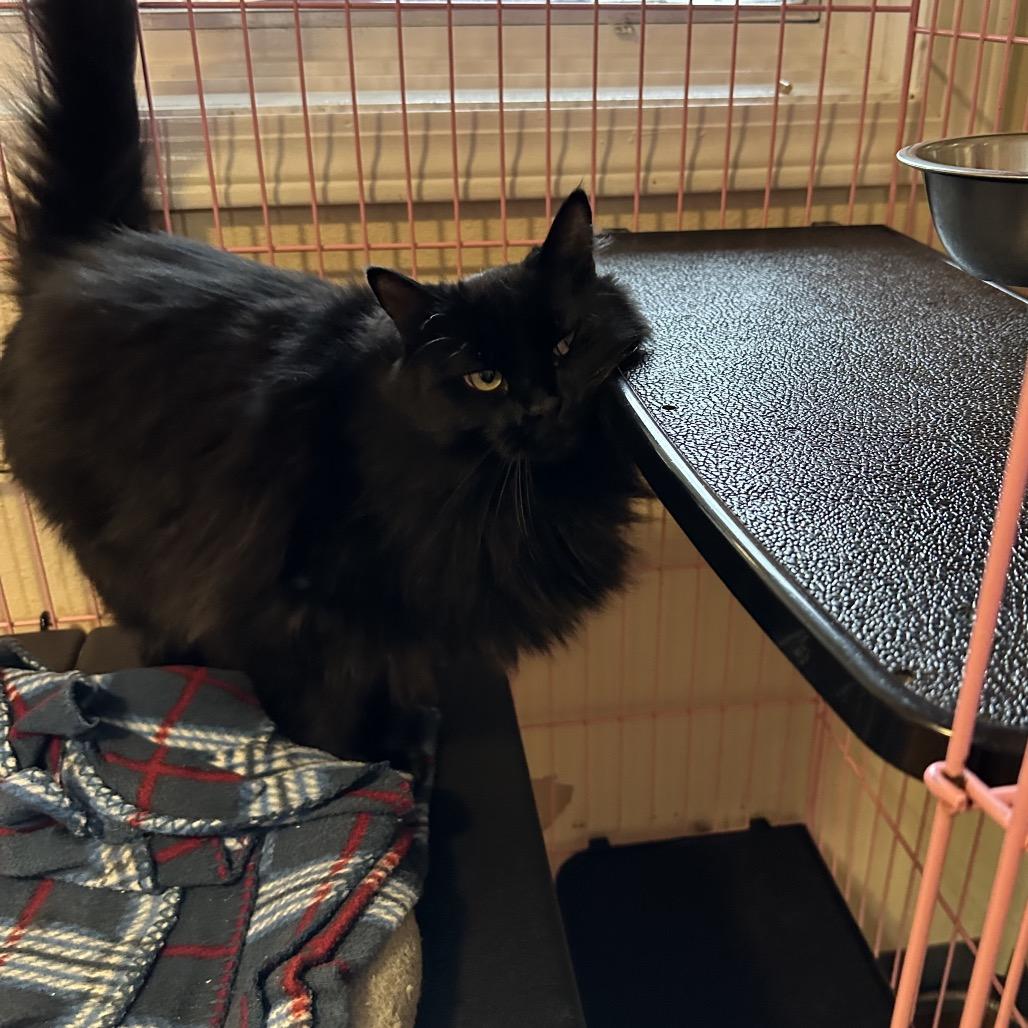 Eileen aka Kapoi, a Adoptable Domestic Long Hair in Priest River, ID image 3/4