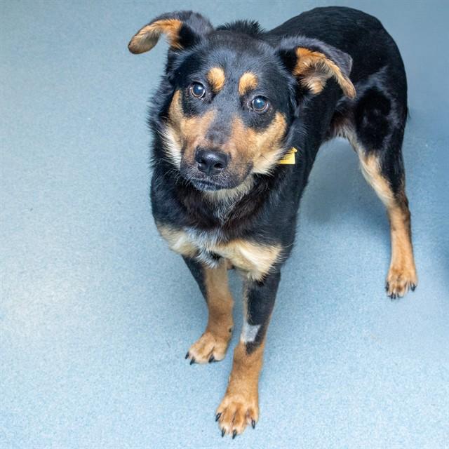 FAJITA, Adoptable, Adult Male Labrador Retriever & English Coonhound.