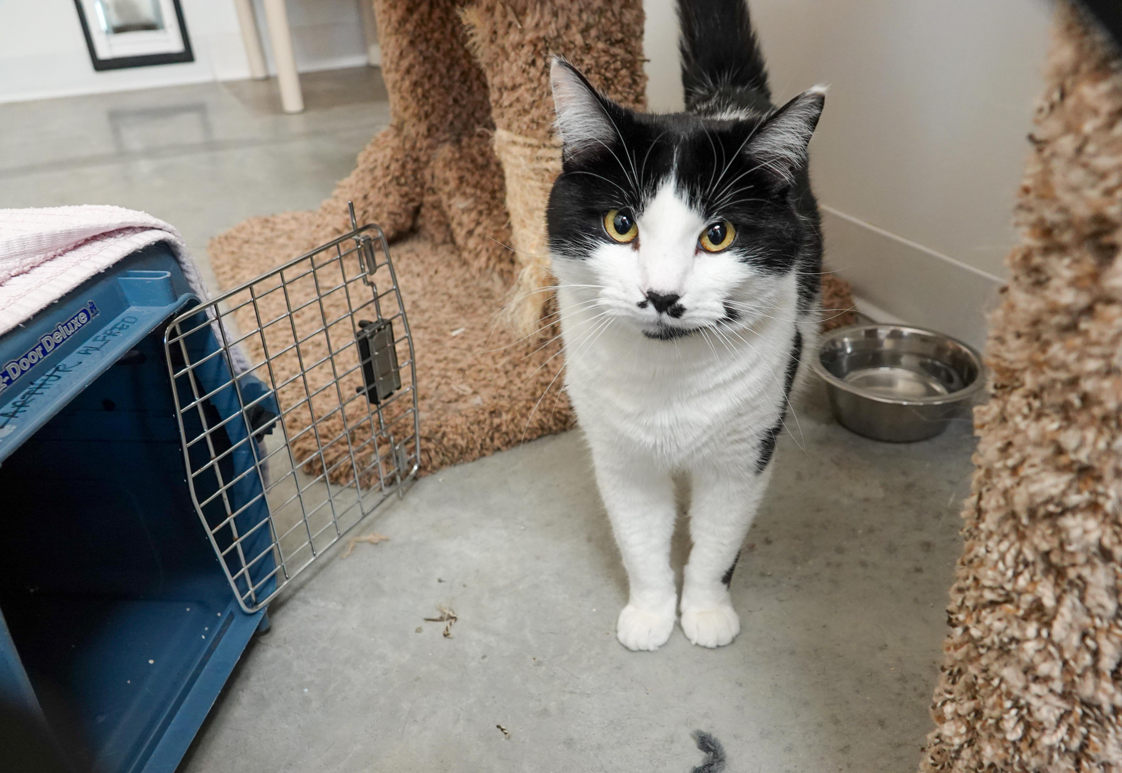 Alfred, an adopted Domestic Short Hair in Boise, ID image 2/3