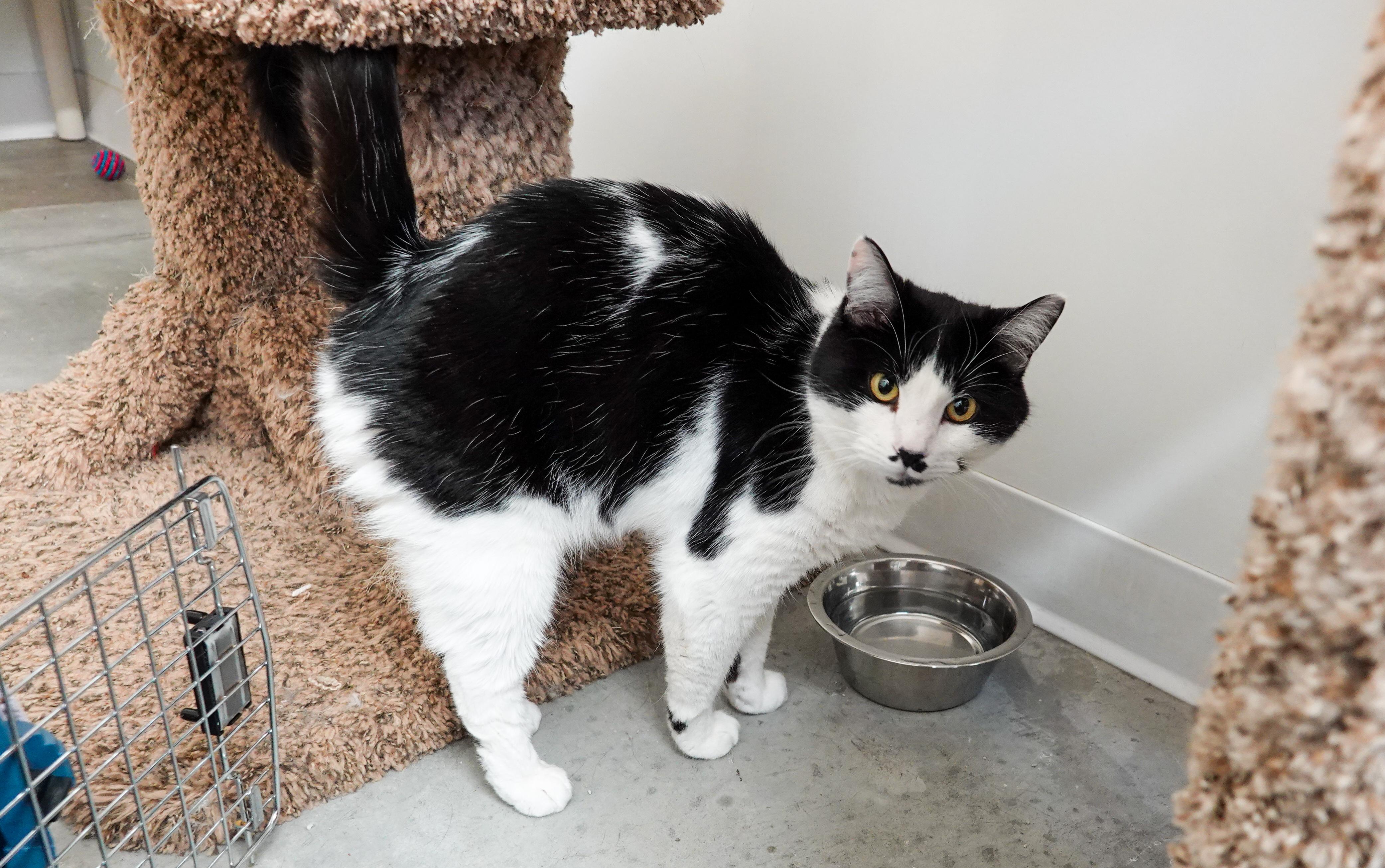 Alfred, adopted, Adult Male Domestic Short Hair.