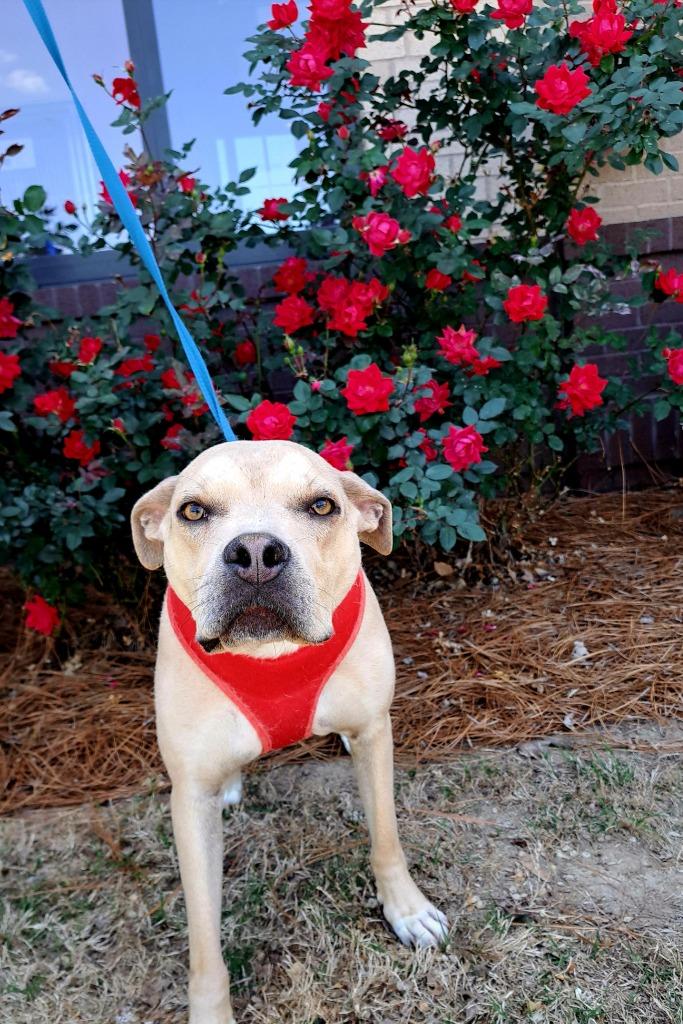 Enlarge Jimmy aka Lexington, a Adoptable mixed breed in Douglasville, GA image 1/2